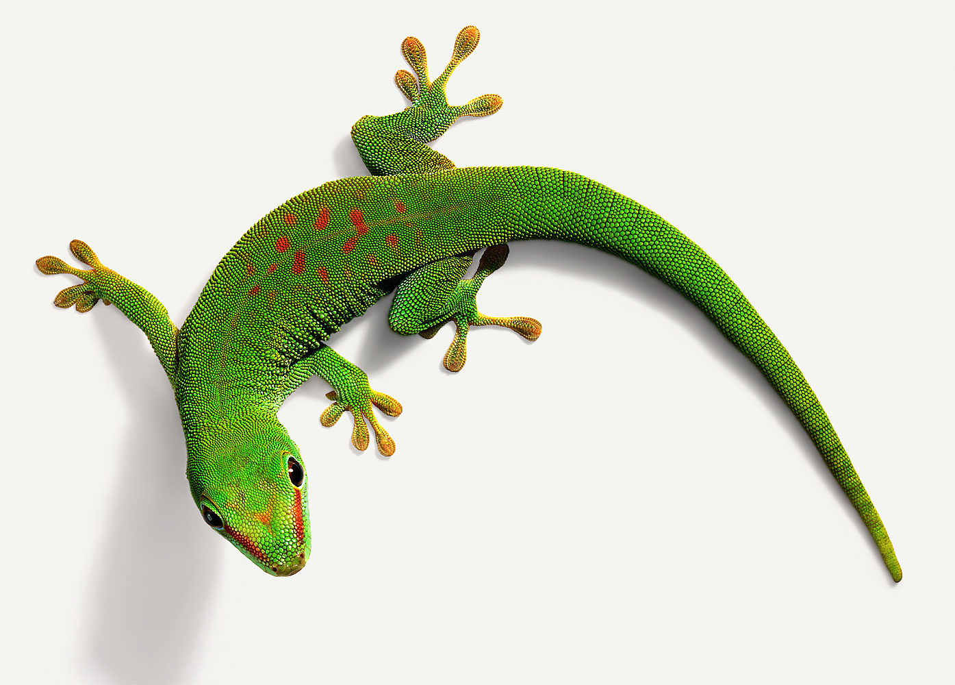 Gecko