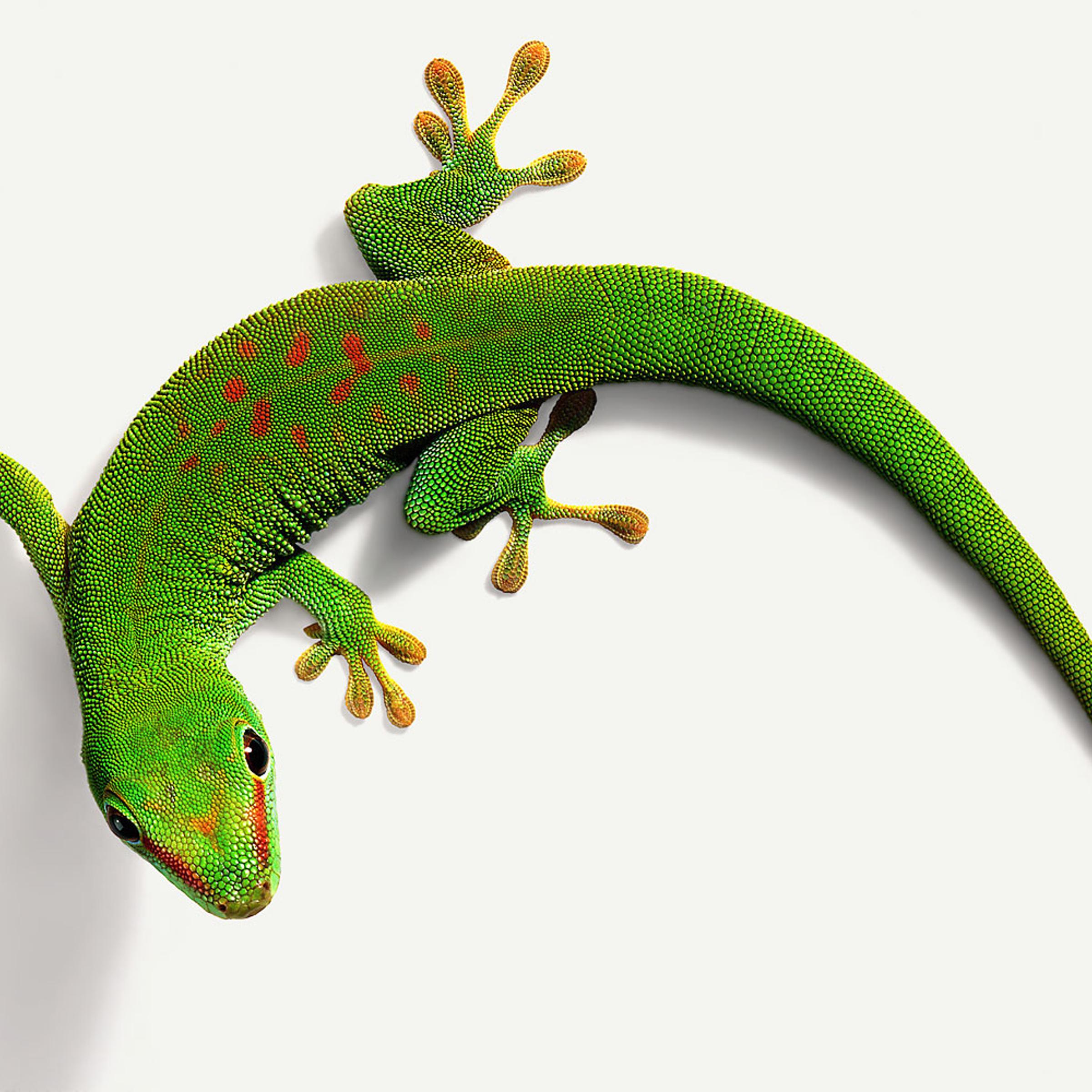 Gecko
