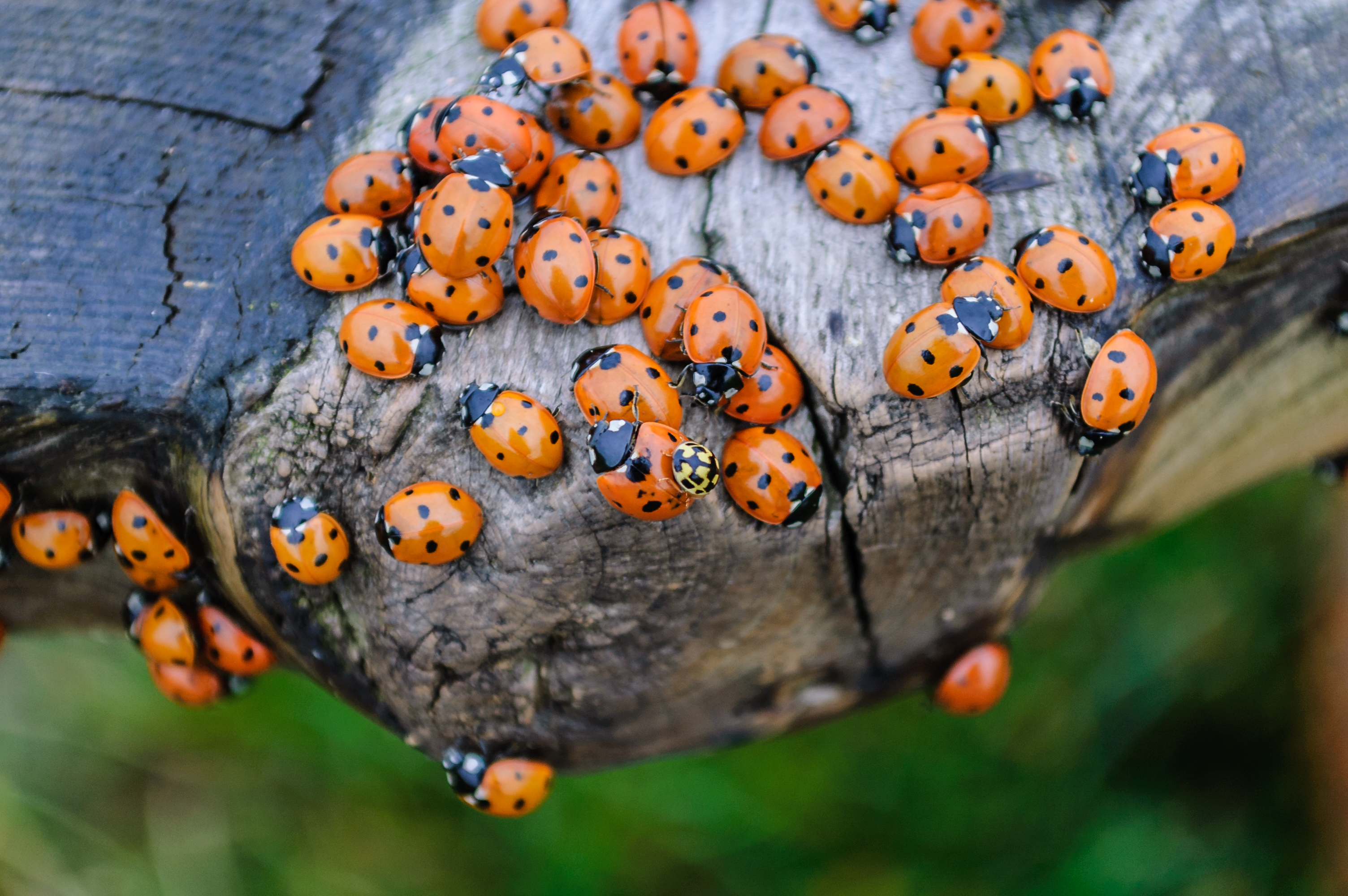 Ladybug swarm