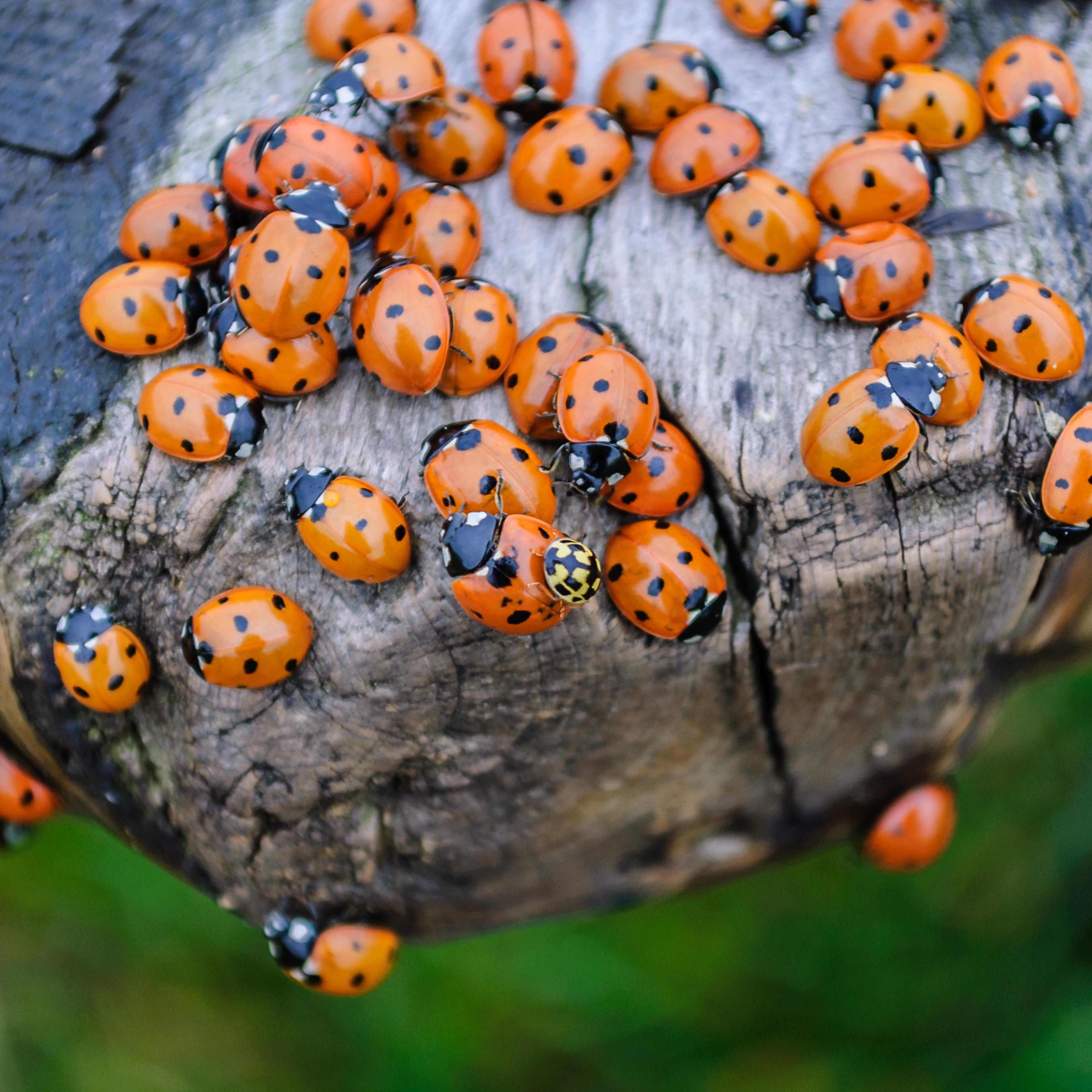 Ladybug swarm