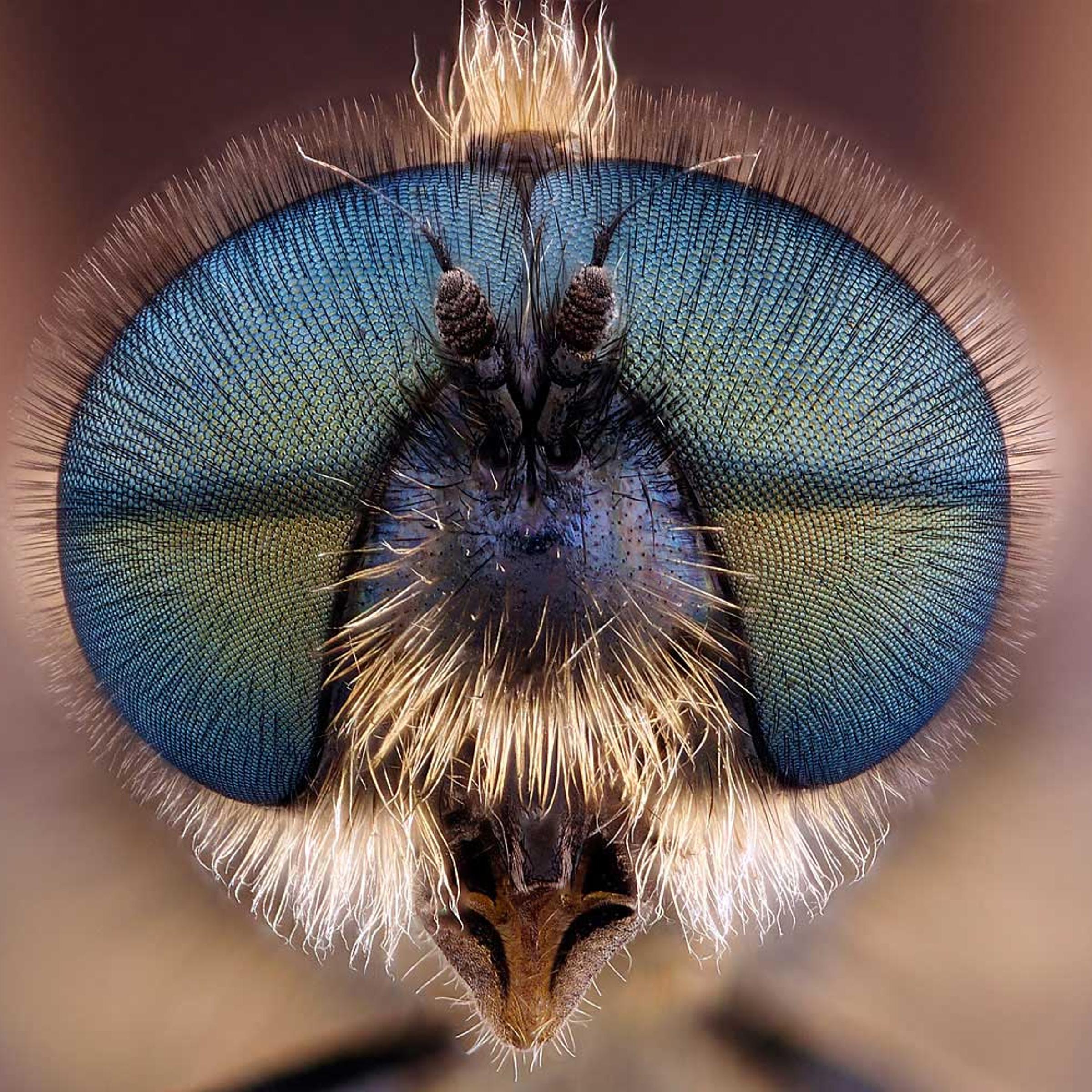 Honorable Mention: Soldier Fly