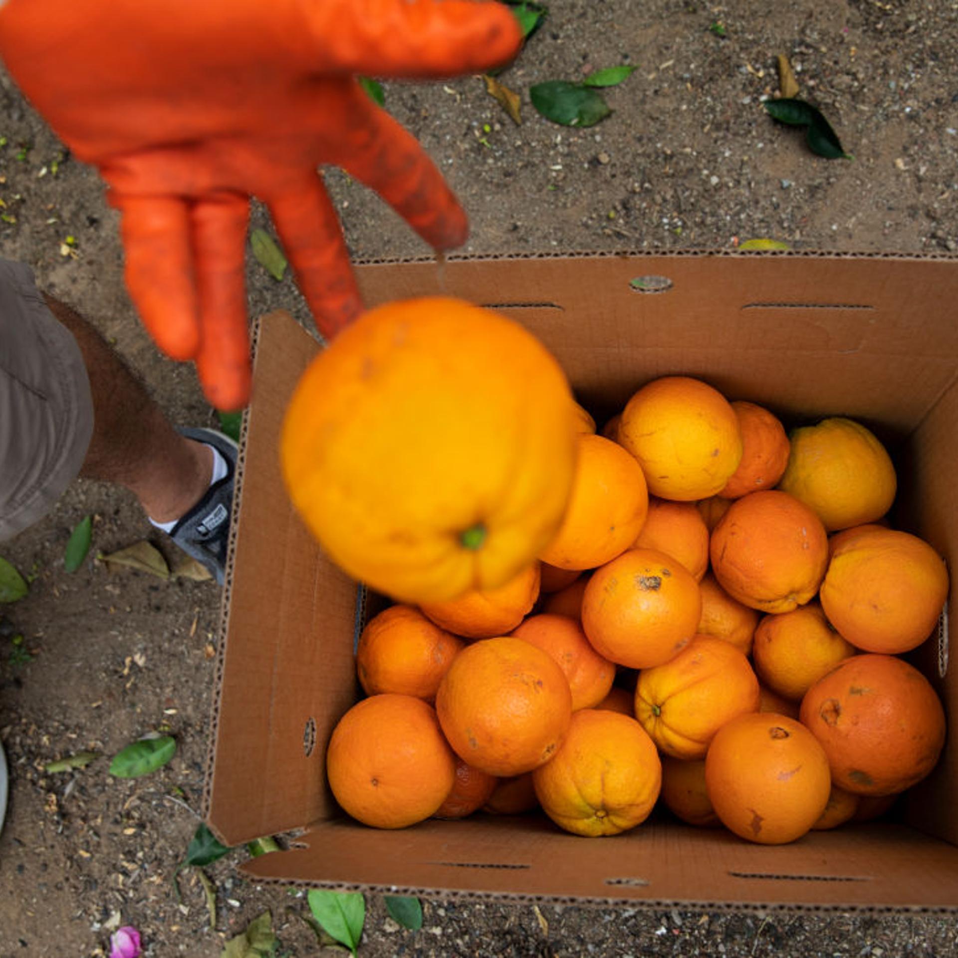 Oranges are placed inside a box in Newbury Park, CA