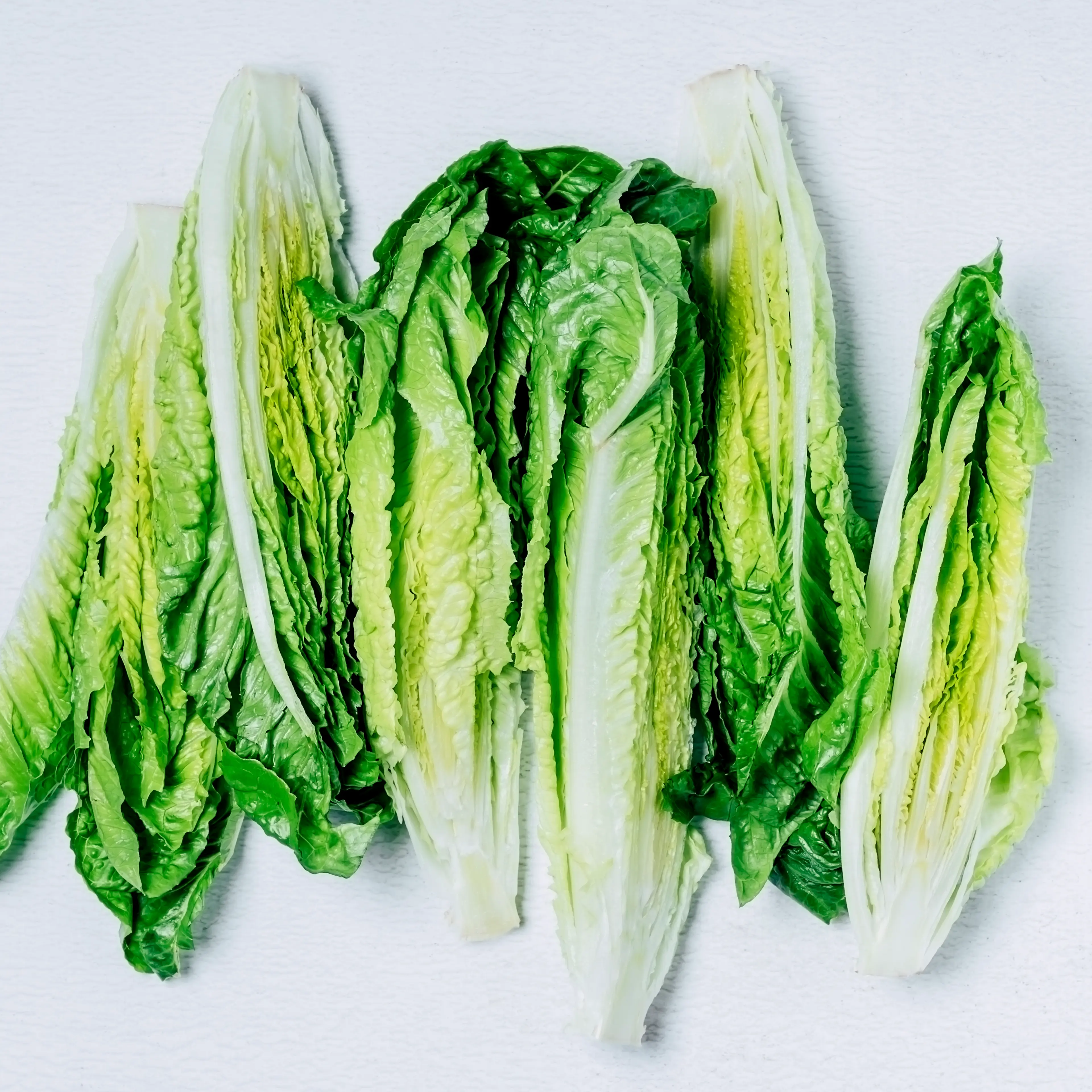 Romaine lettuce