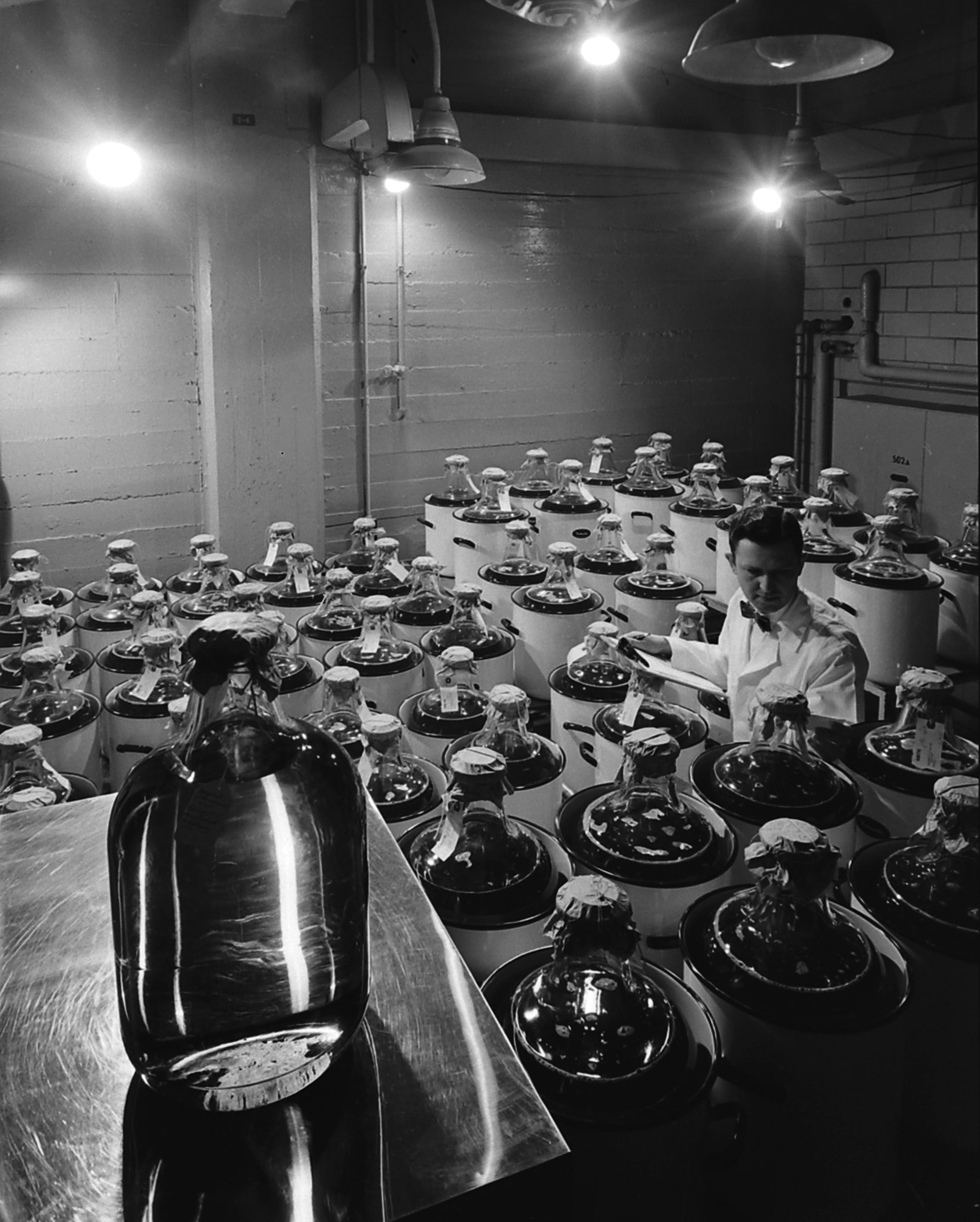 Polio vaccine production, 1955.