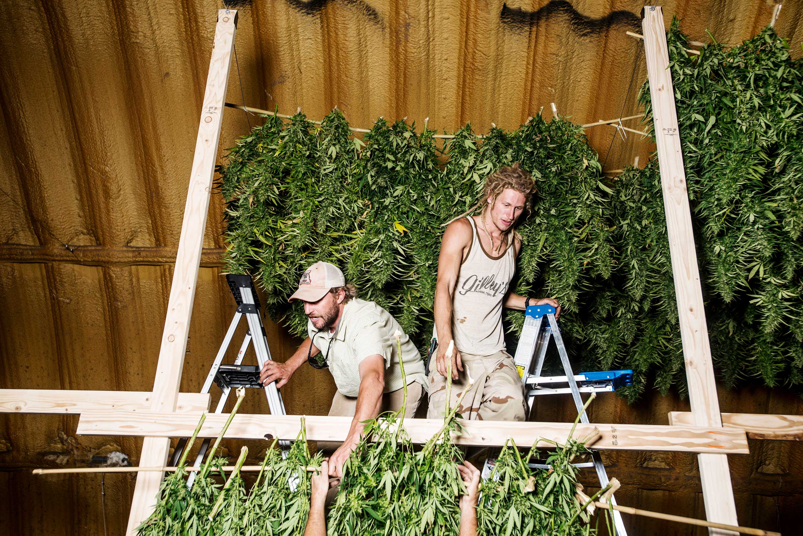 Charlotte's Web Stanley Brothers Pot Weed Marijuana Colorado California