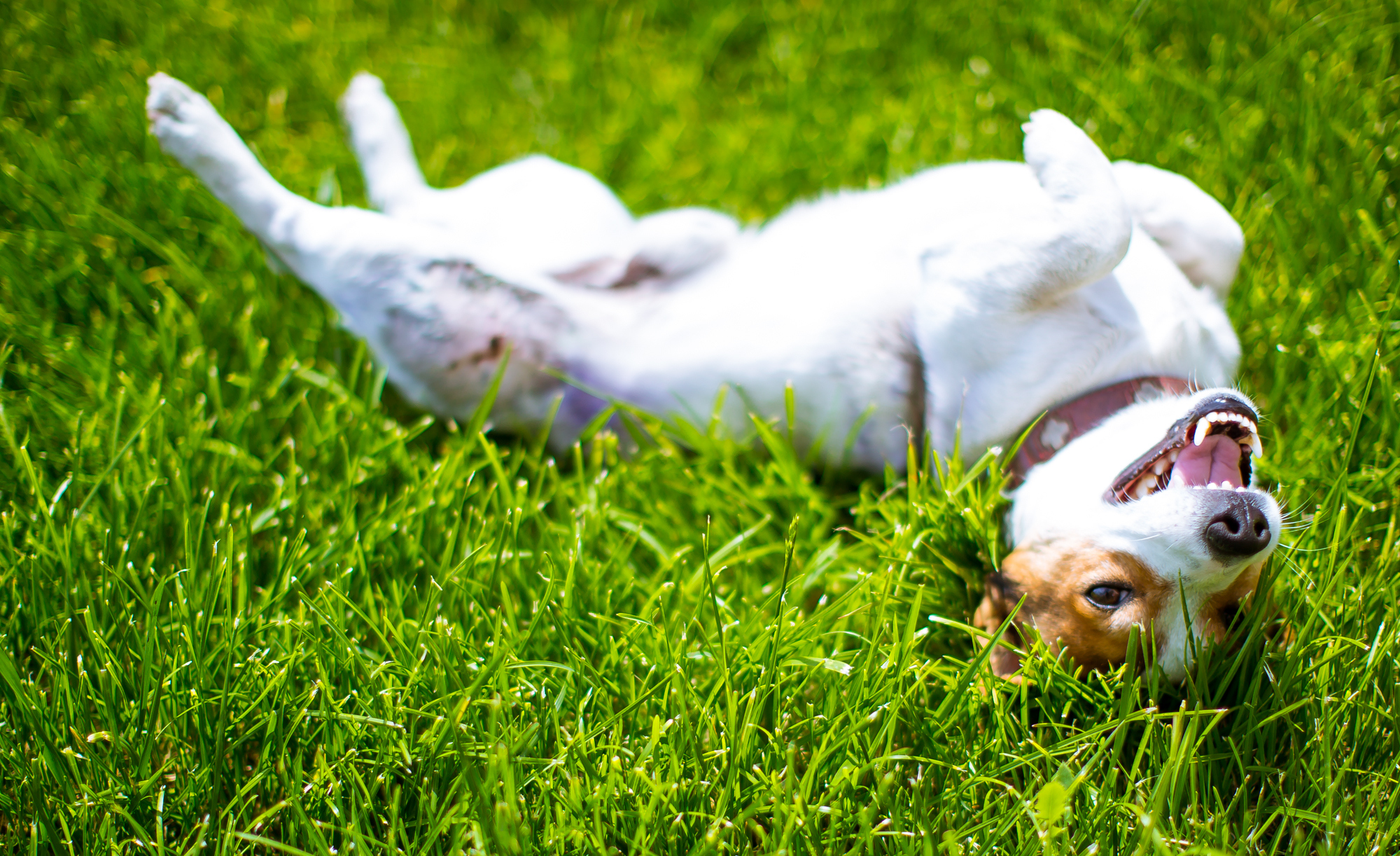 Jack Russell - Small Dog - 11
