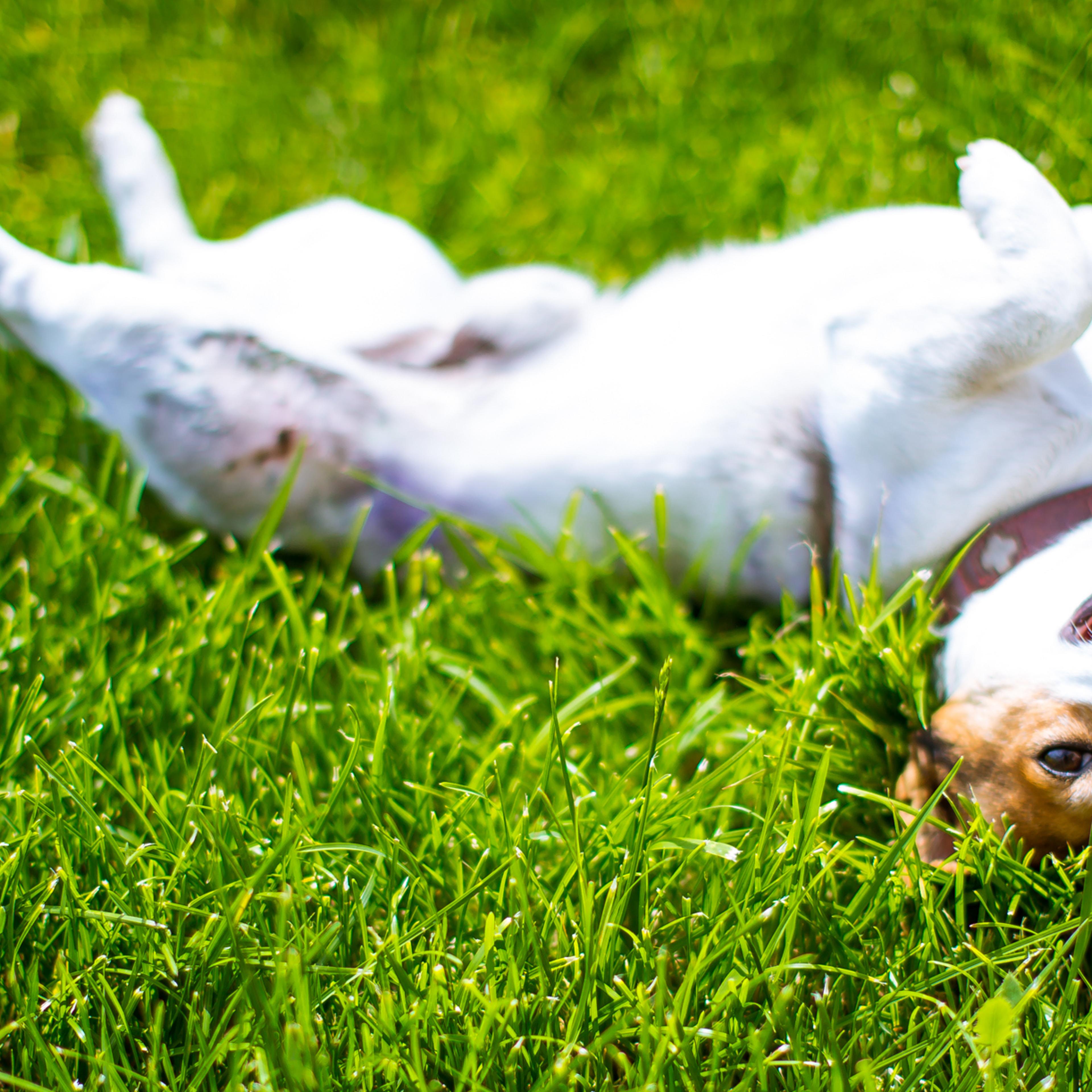 Jack Russell - Small Dog - 11