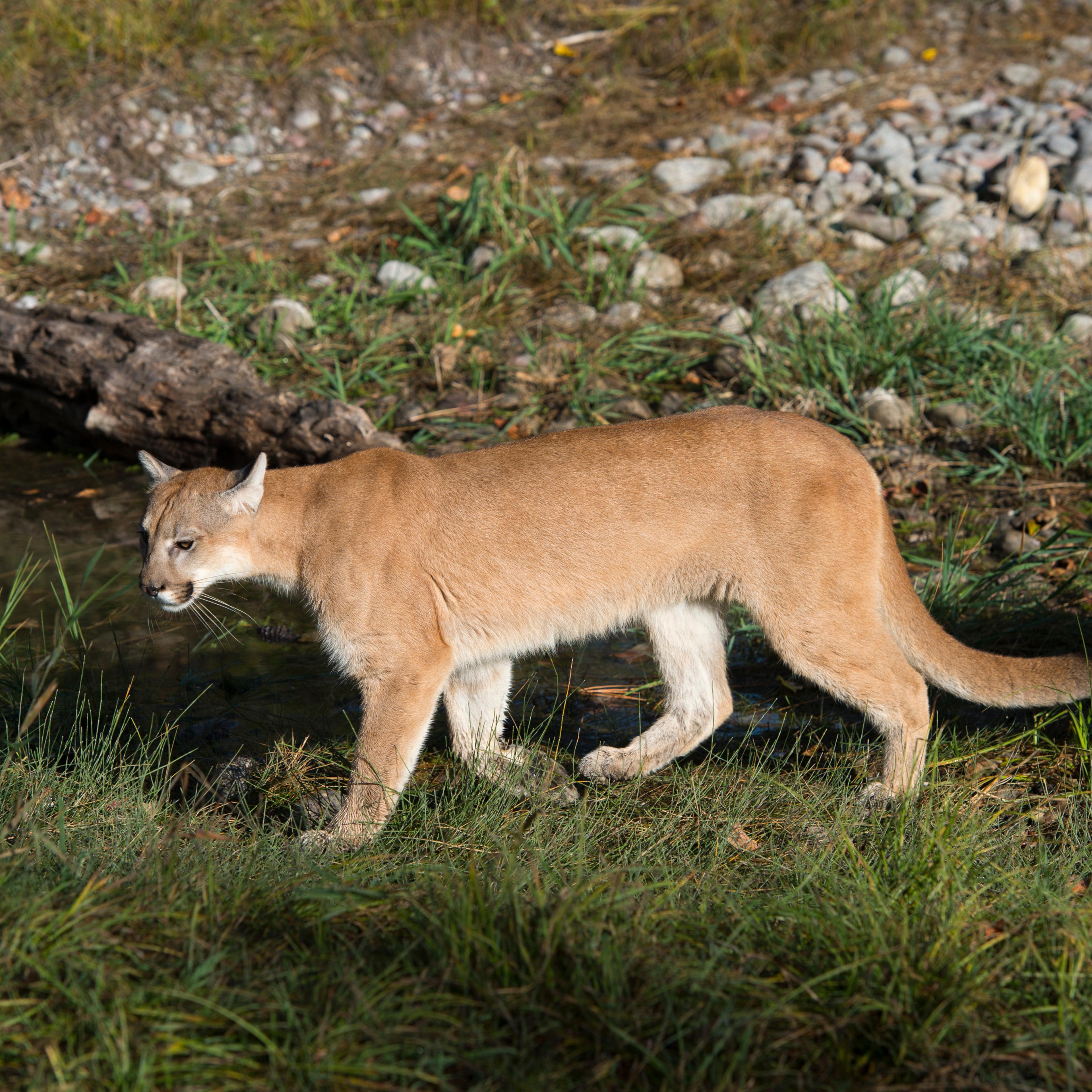 Young cougar (captive), Montana, United States