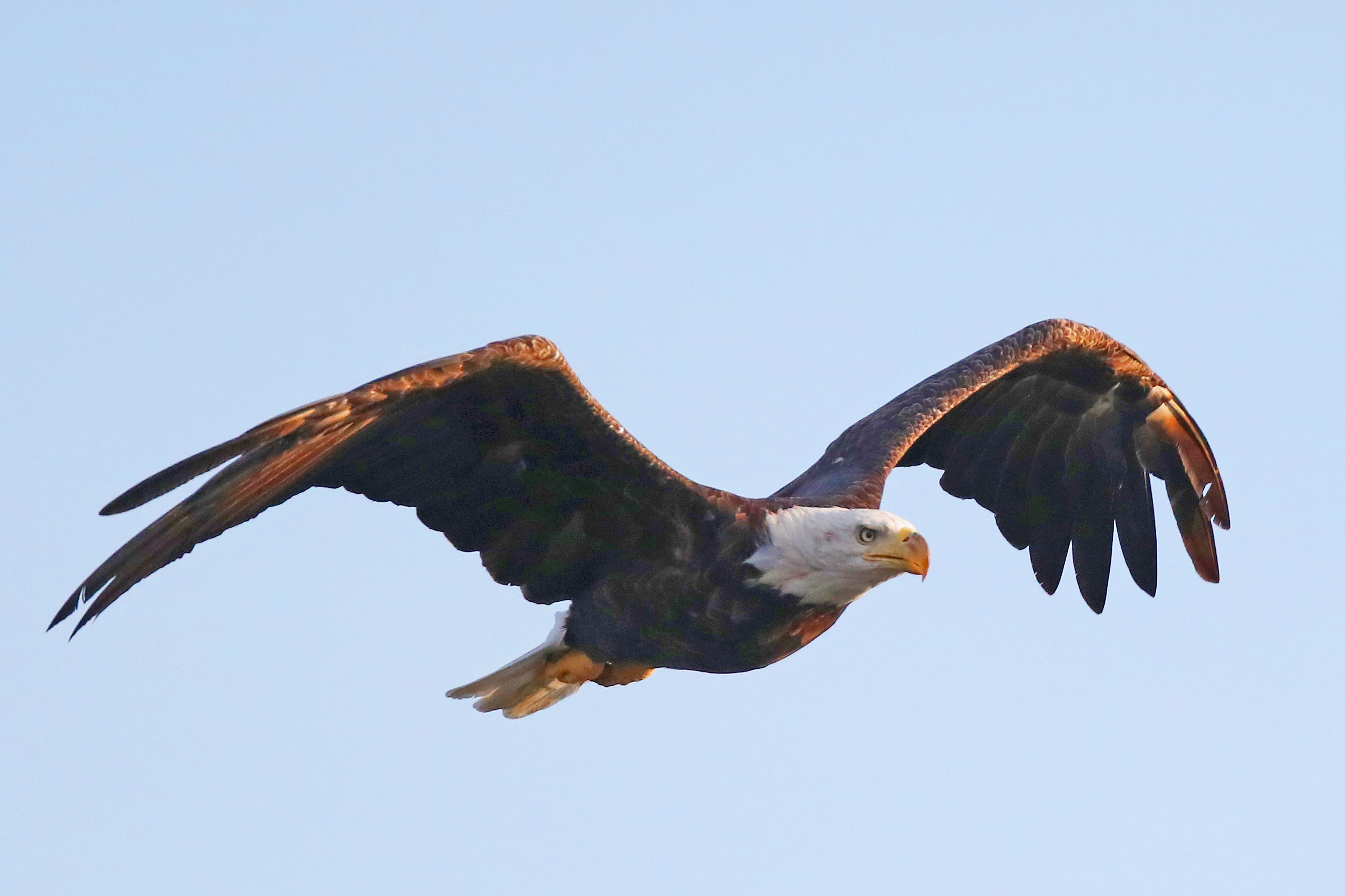 Eagles on Long Island