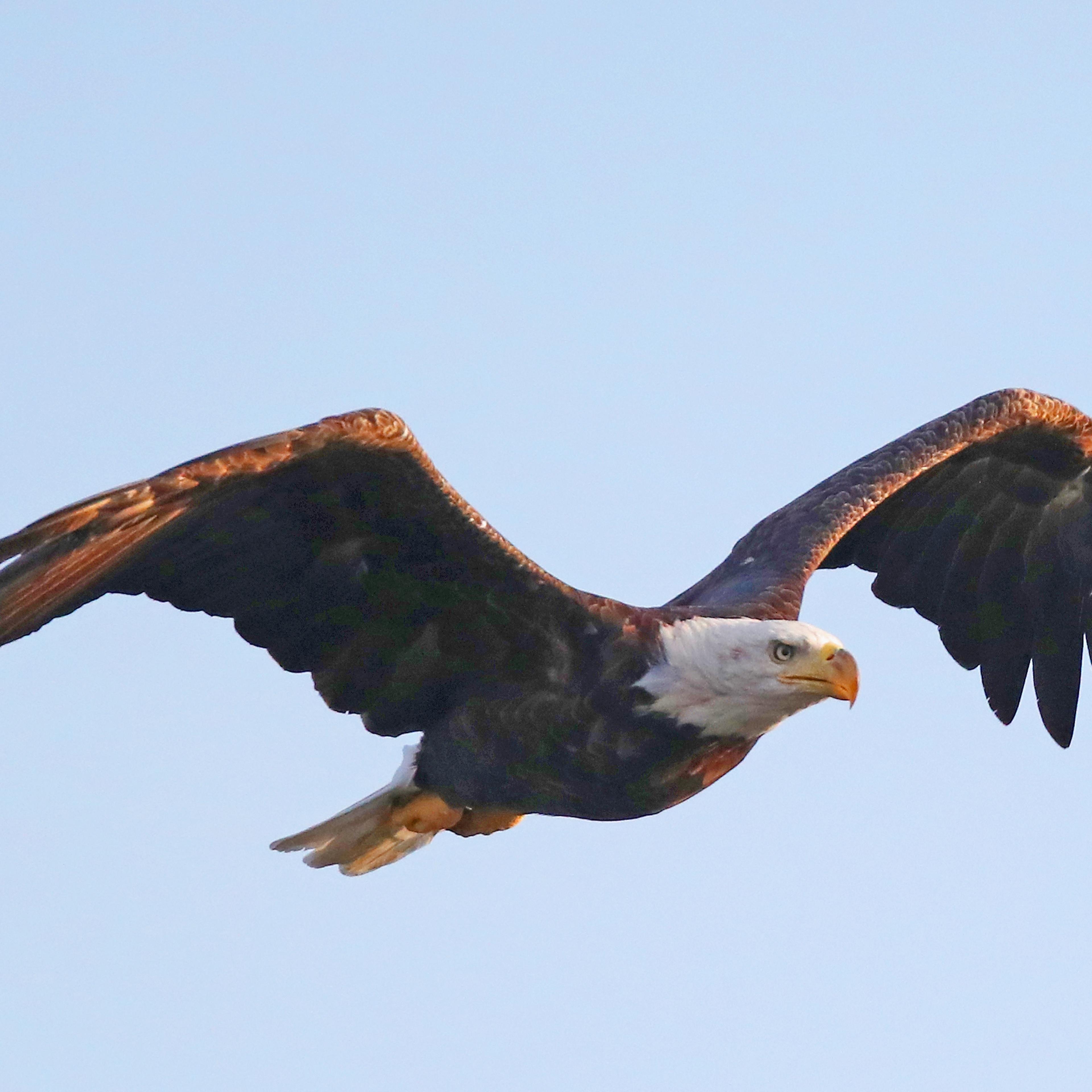 Eagles on Long Island