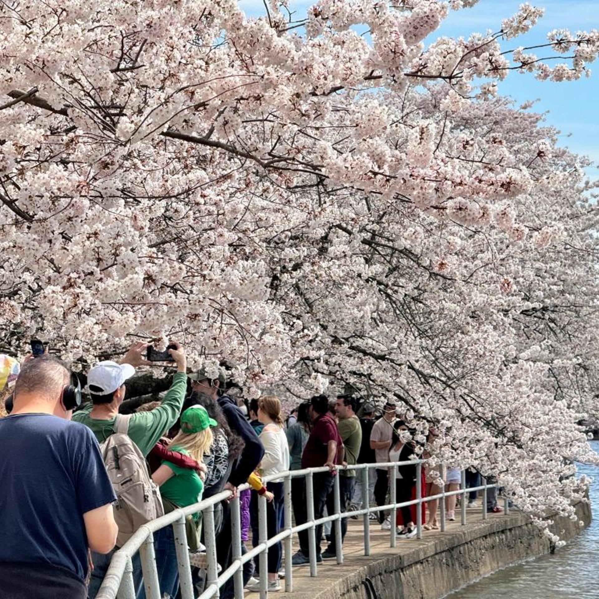 Cherry blossoms