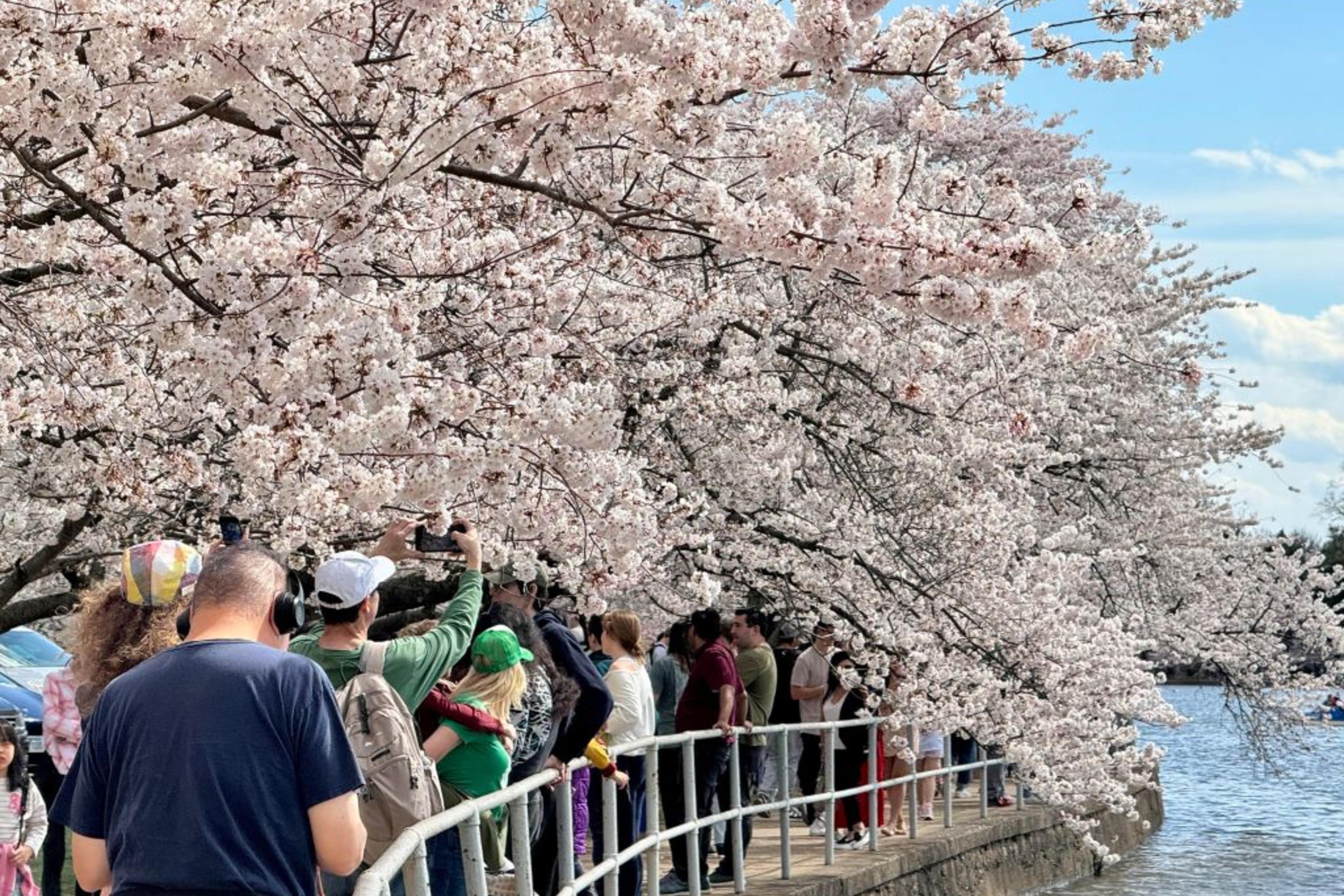 Cherry blossoms