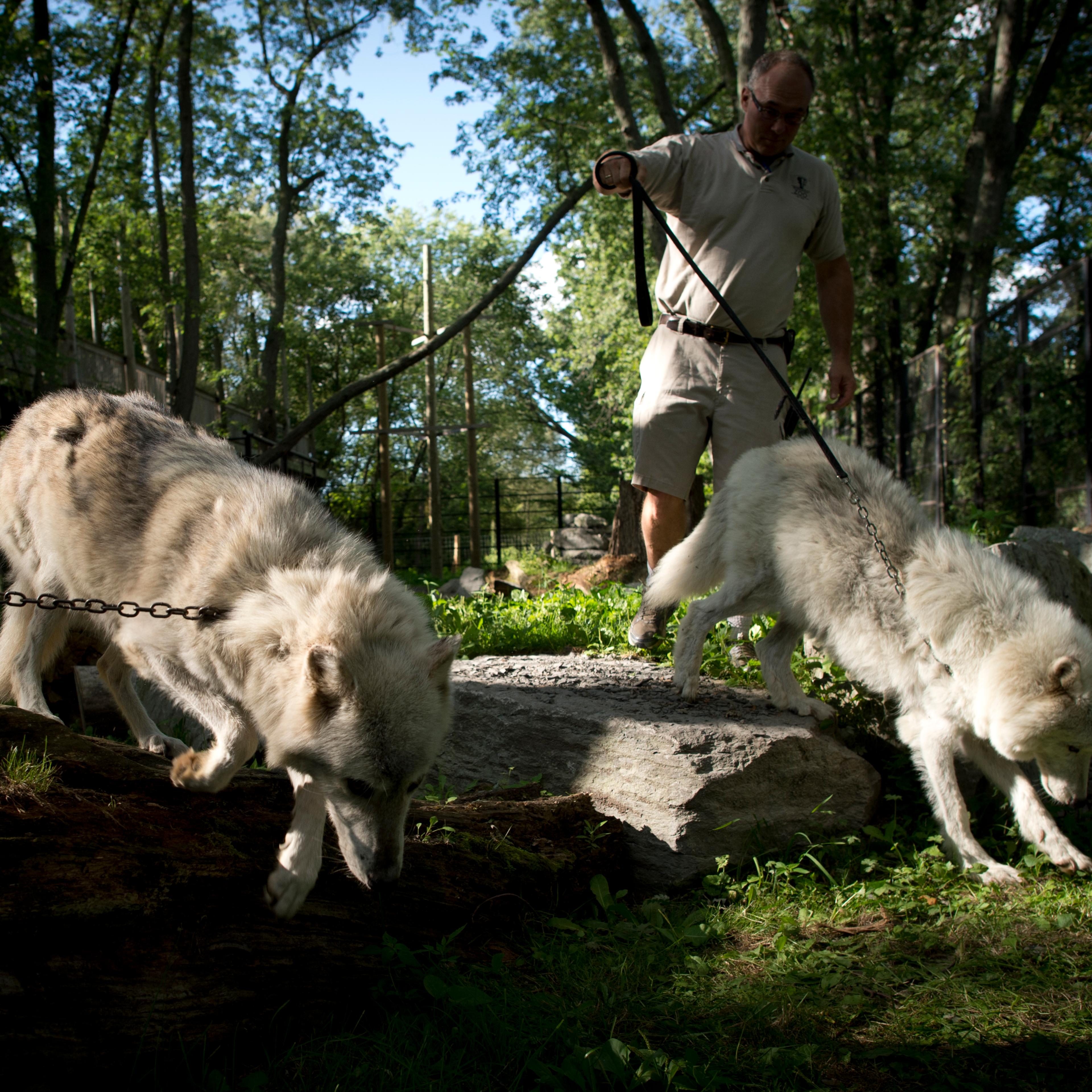 Michael Hackenberger transports an arctic wolf and a grey wolf their pen into the cat barn at the Bowmanville Zoo, August 17, 2012.