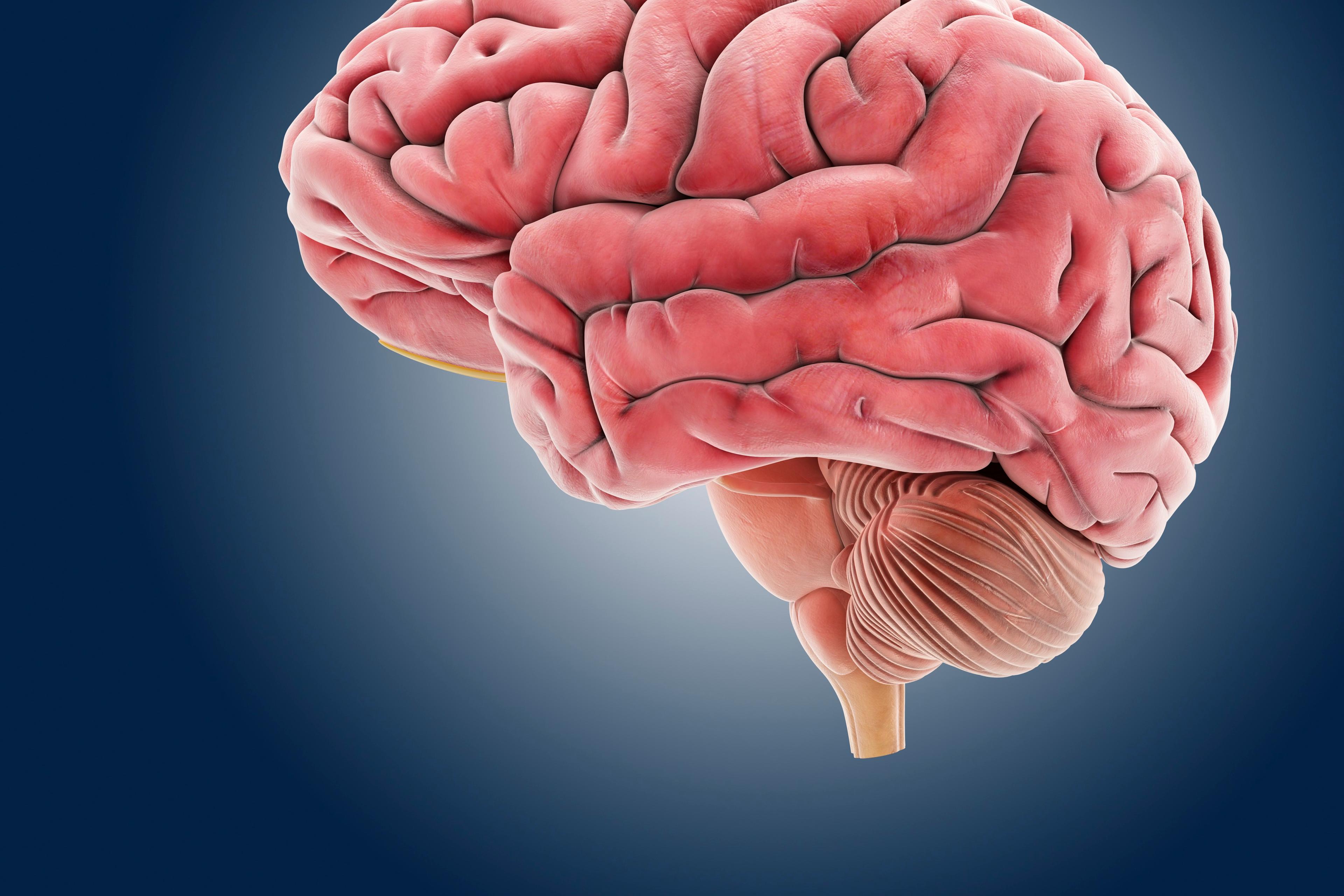 Brain