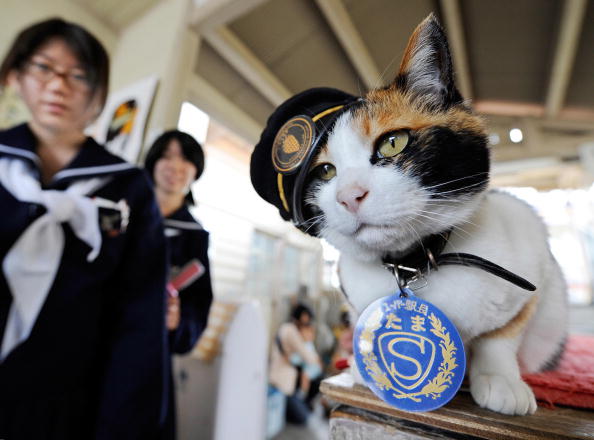School girls admire "Tama", a nine-year-