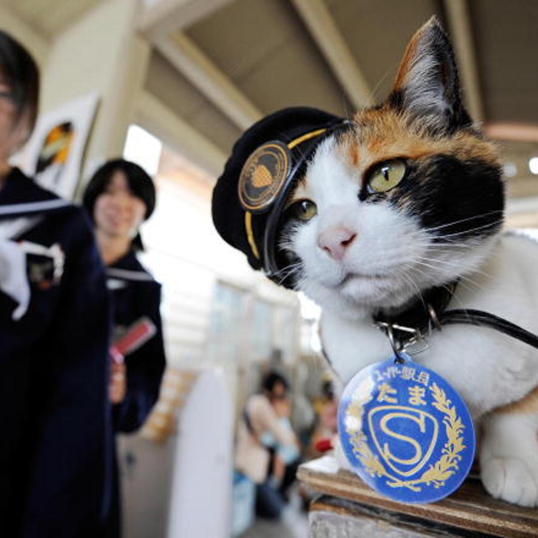 School girls admire "Tama", a nine-year-