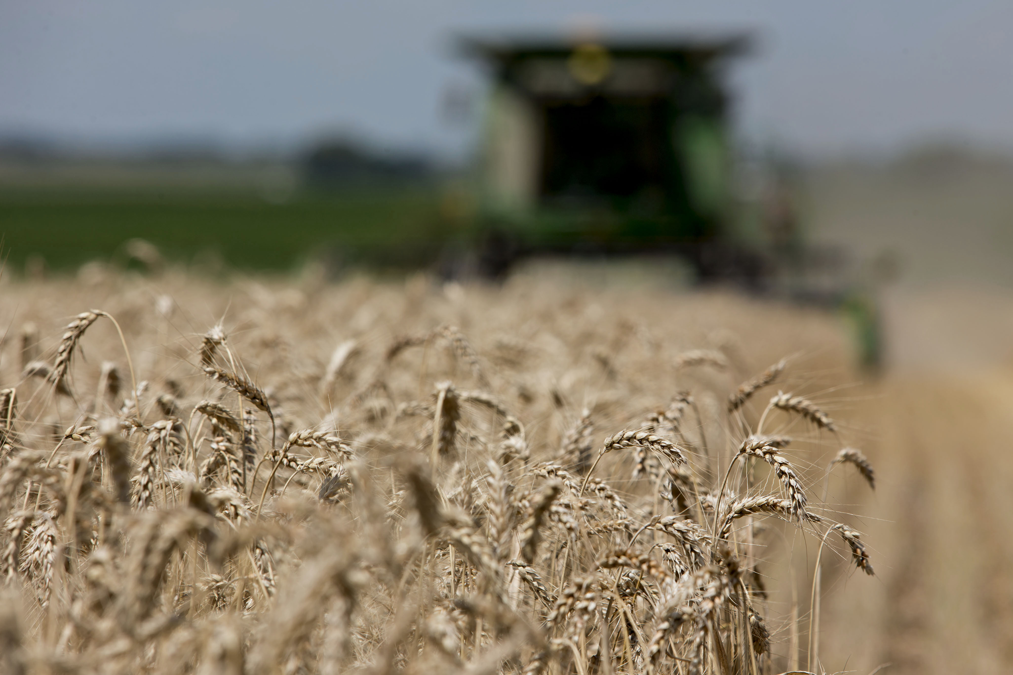 gmo food wheat