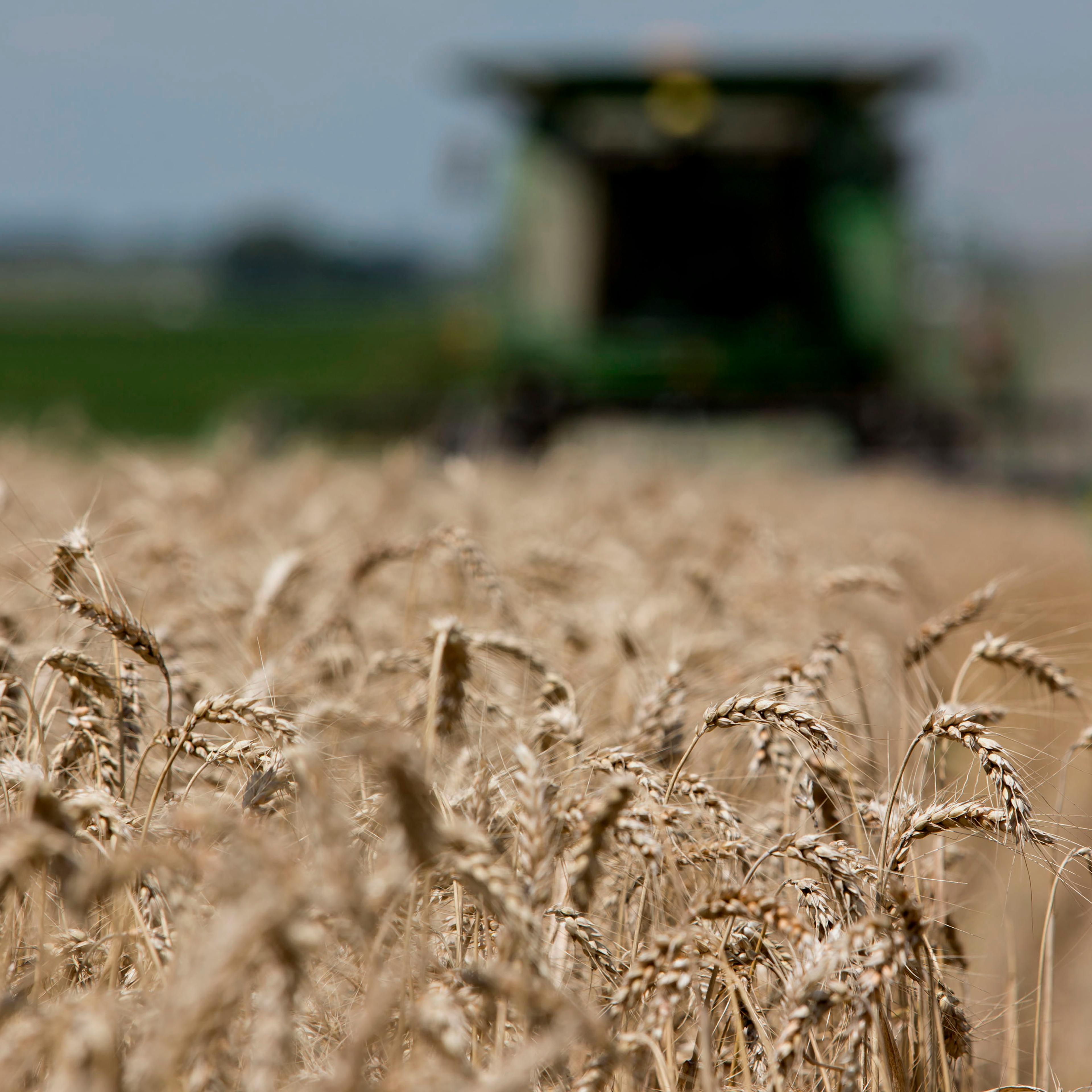 gmo food wheat