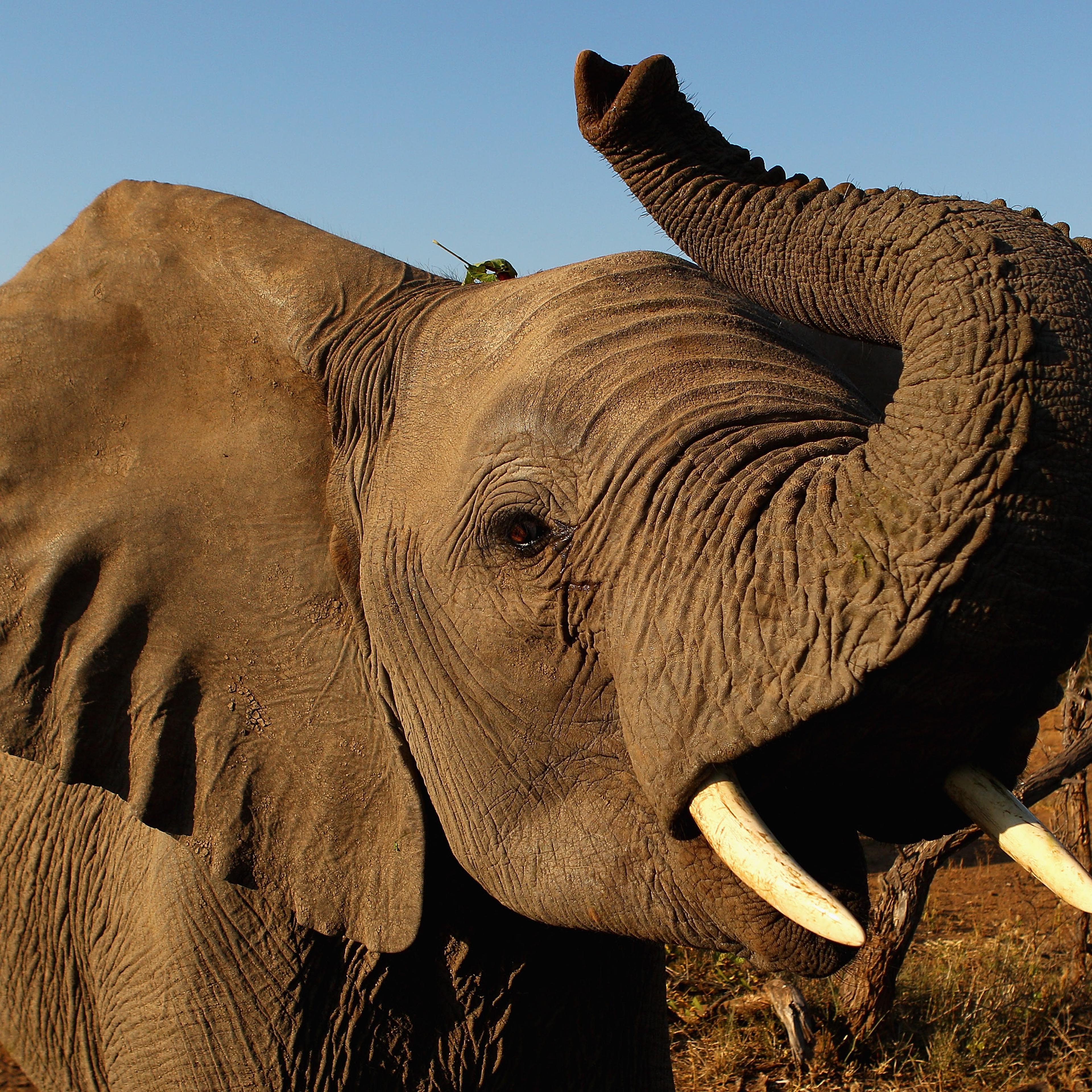 ivory ban elephant