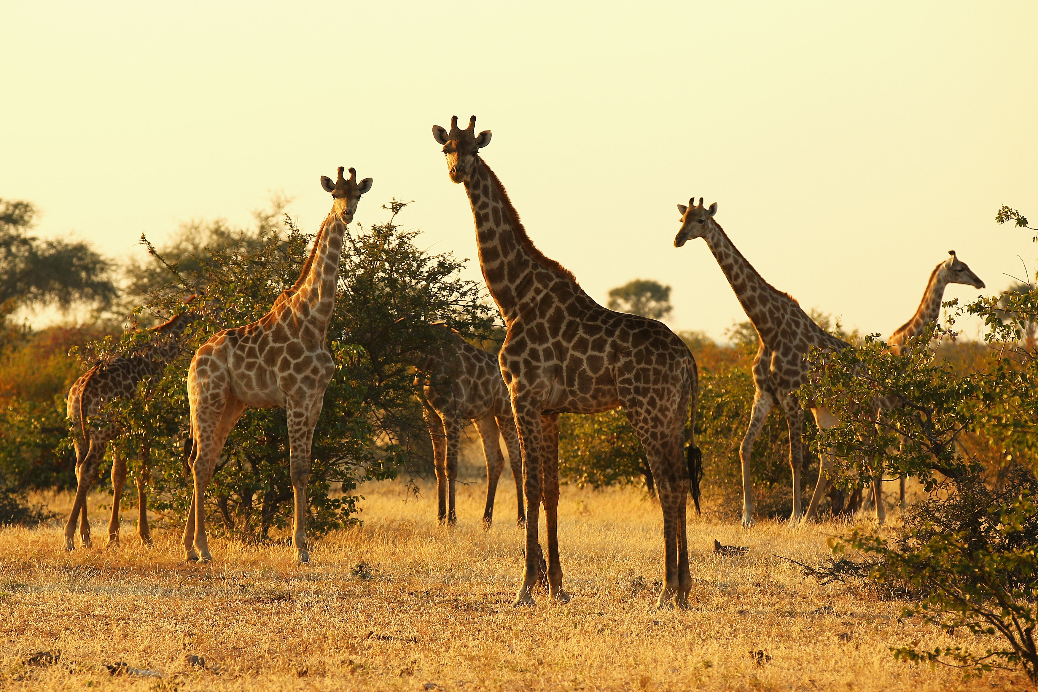 giraffe threatened endangered species