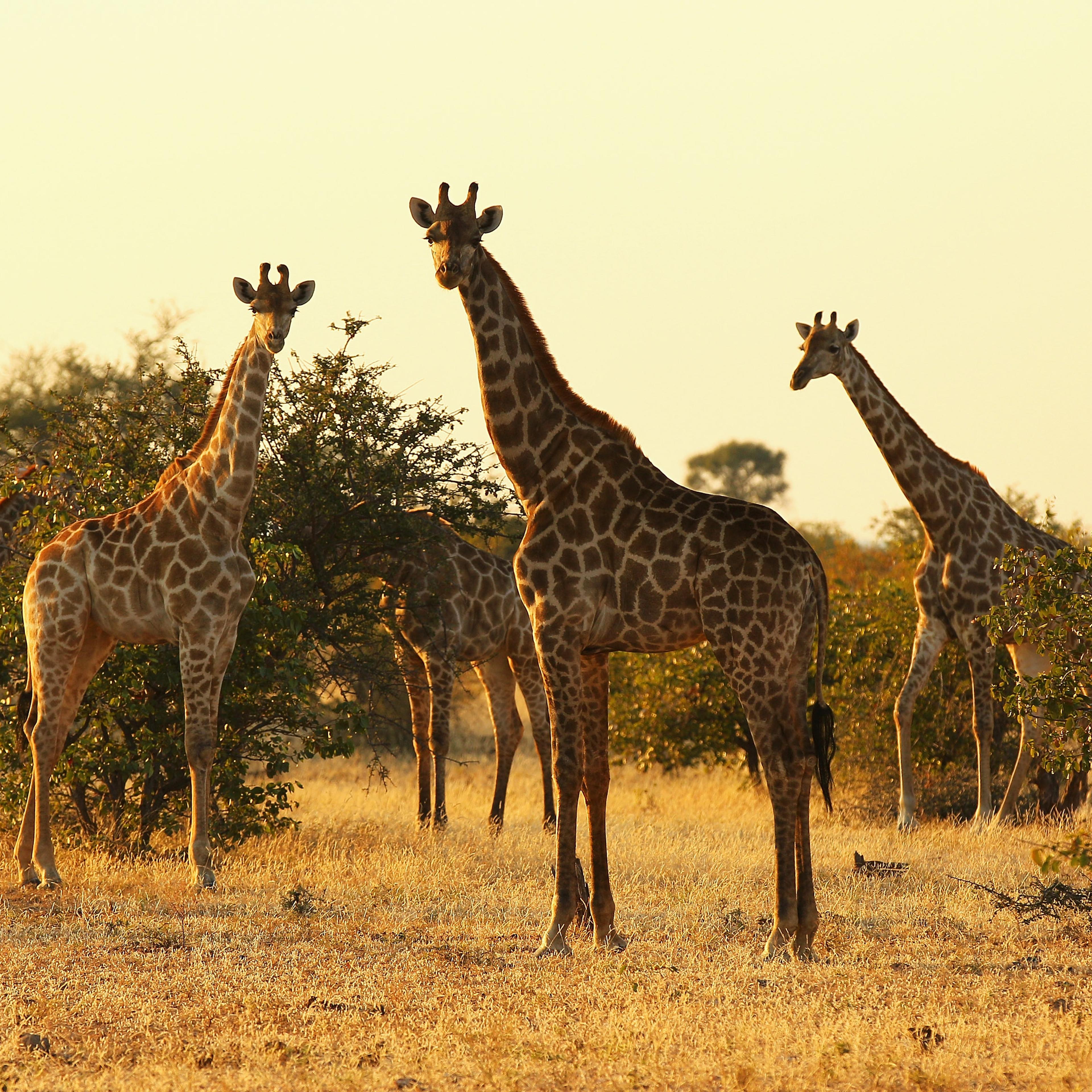 giraffe threatened endangered species