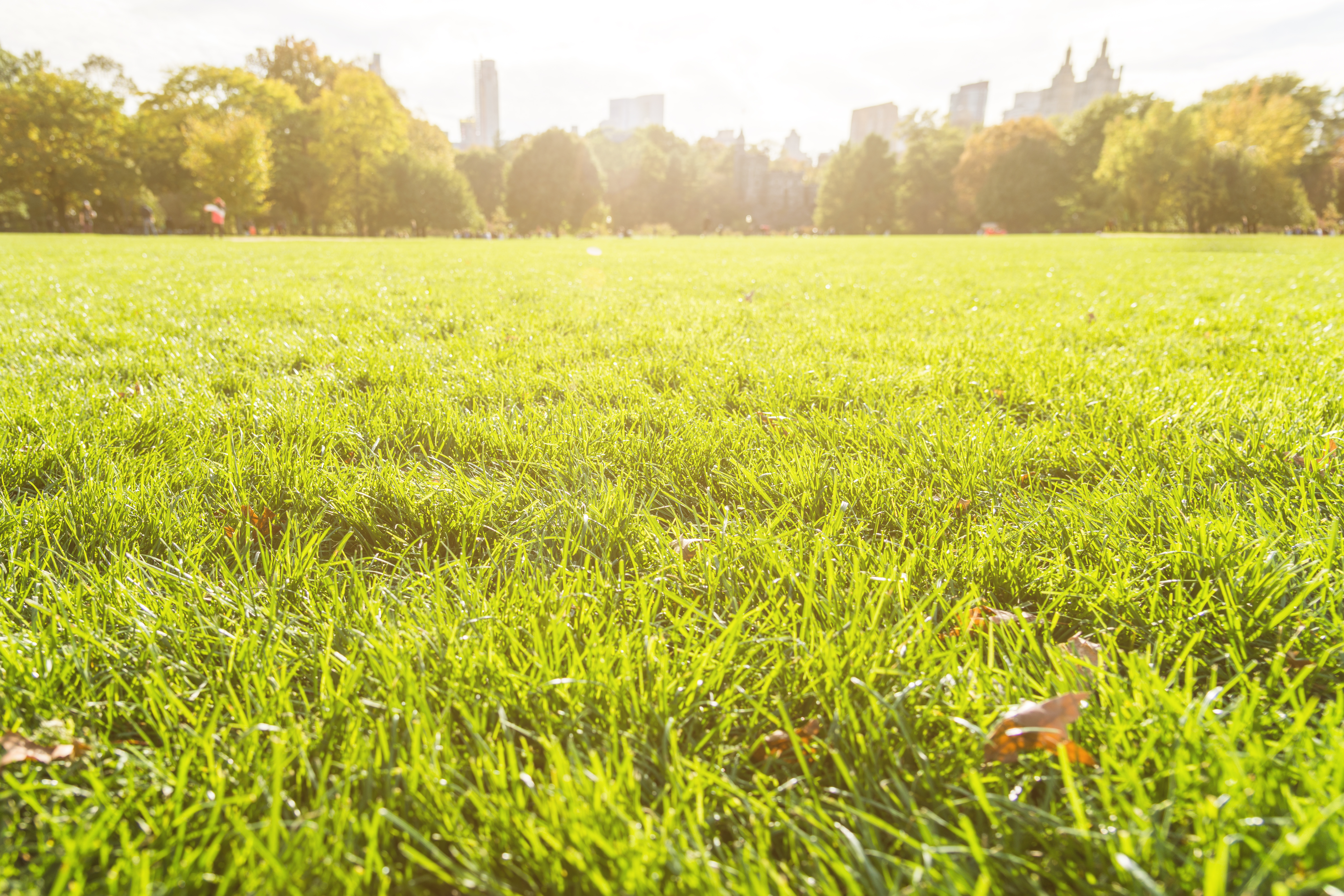 An image of green grass in sunlight