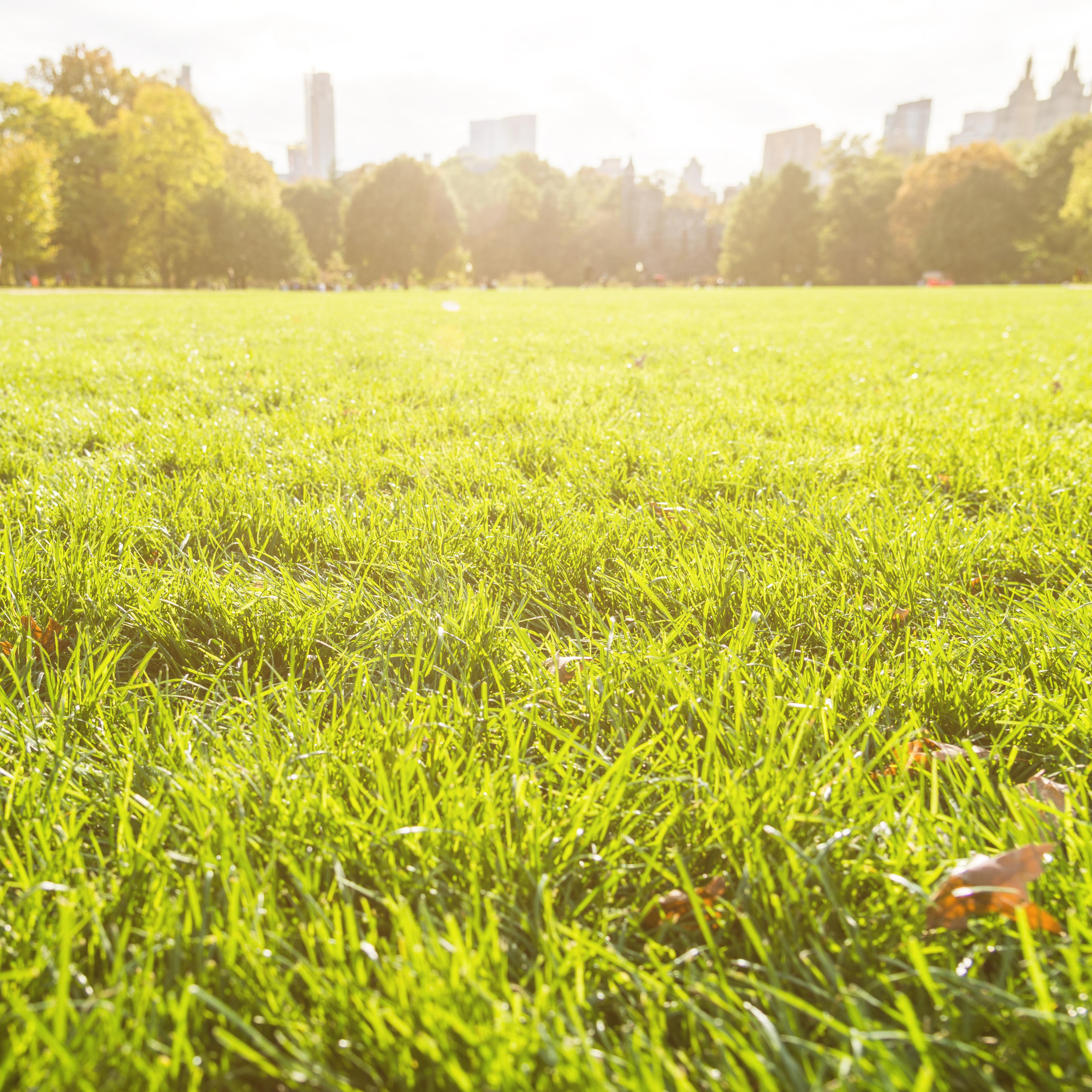 An image of green grass in sunlight