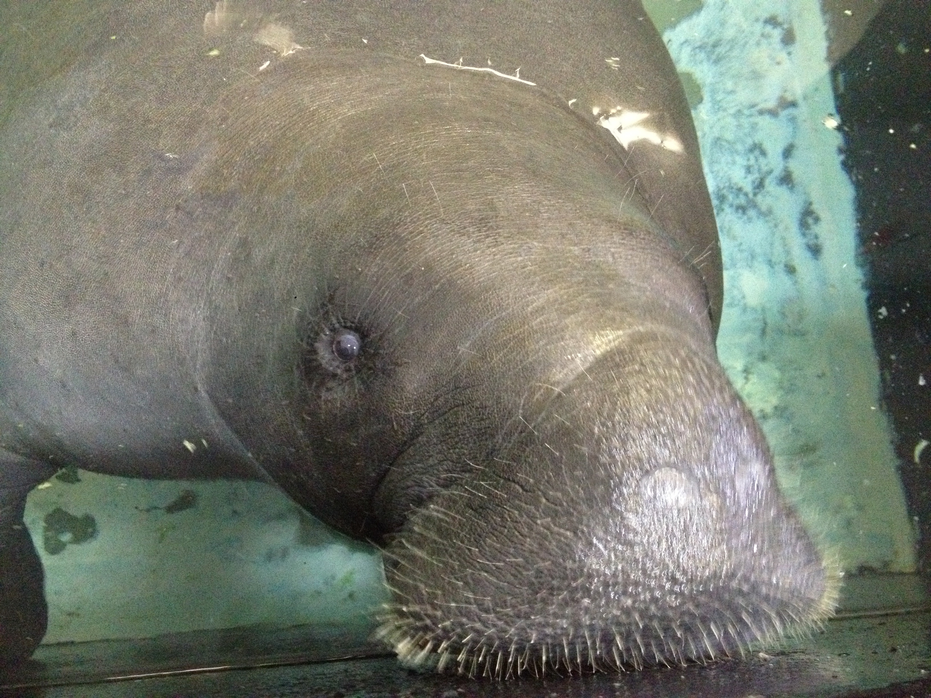 Snooty