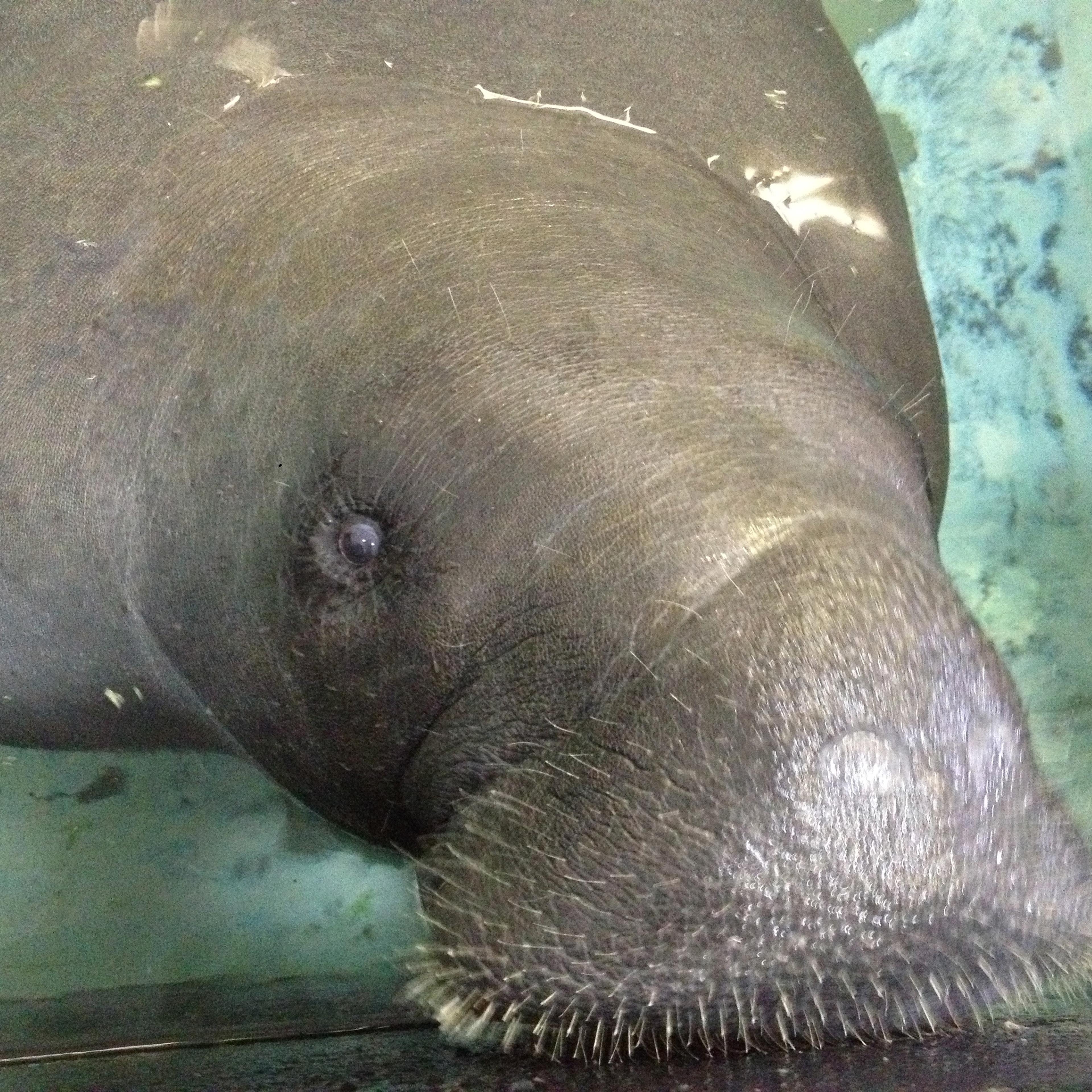 Snooty