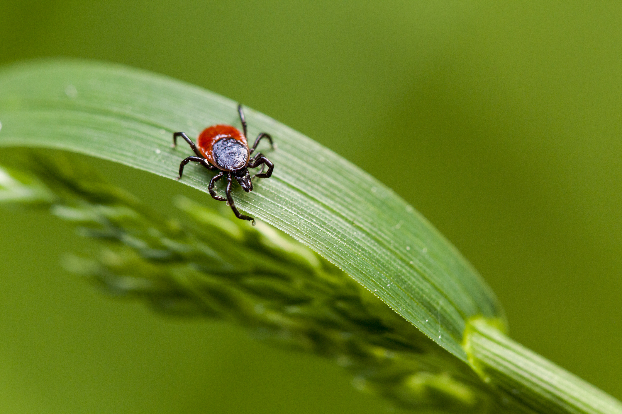 You Can Now Test Ticks for Lyme Disease-Causing Bacteria at Home