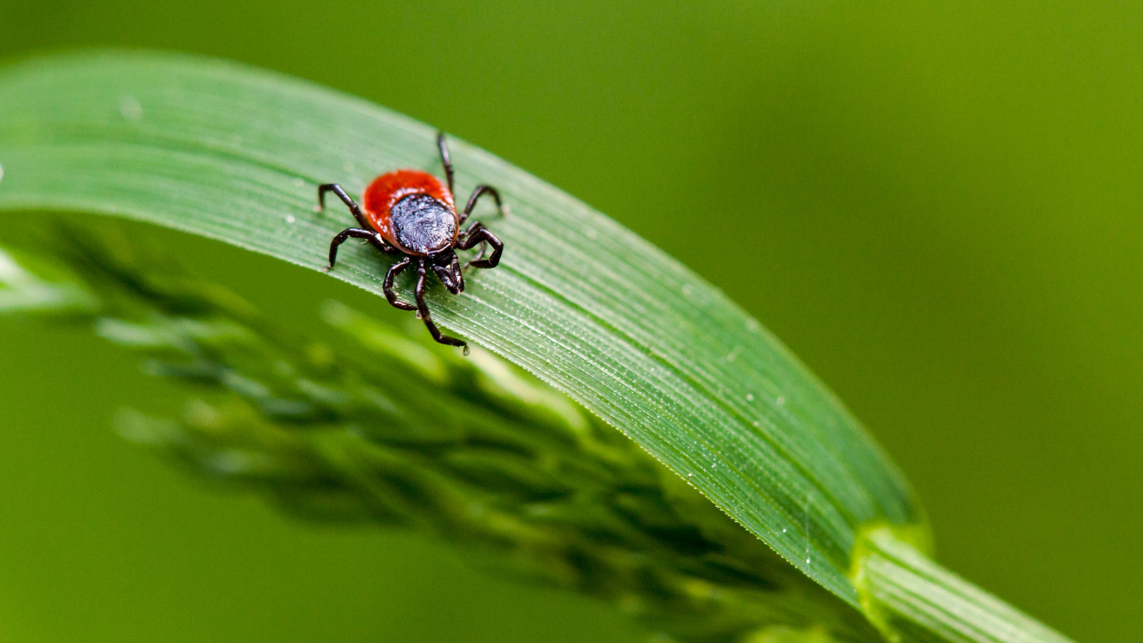 You Can Now Test Ticks for Lyme Disease-Causing Bacteria at Home