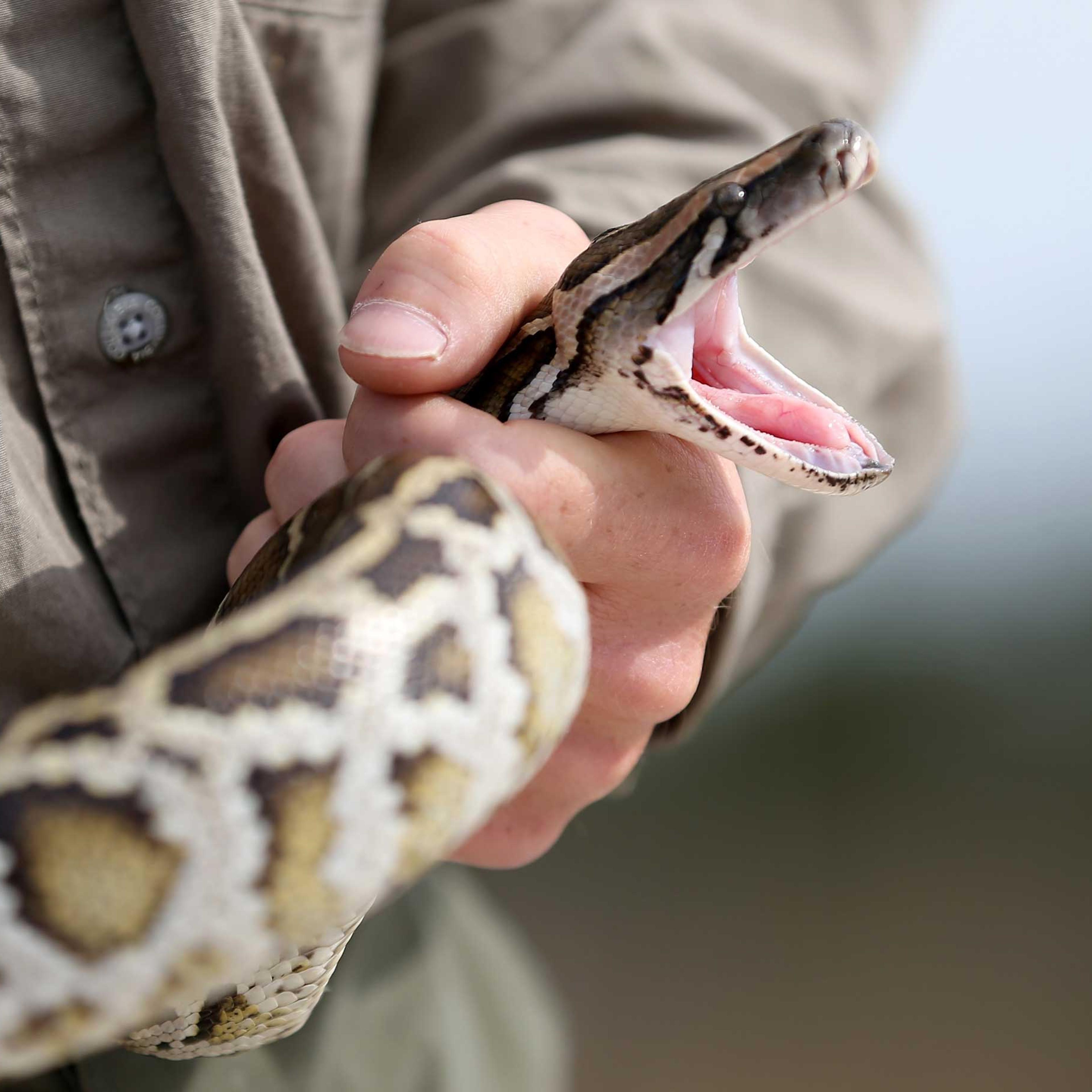 Biologists Track Northern African Pythons In Florida's Everglades