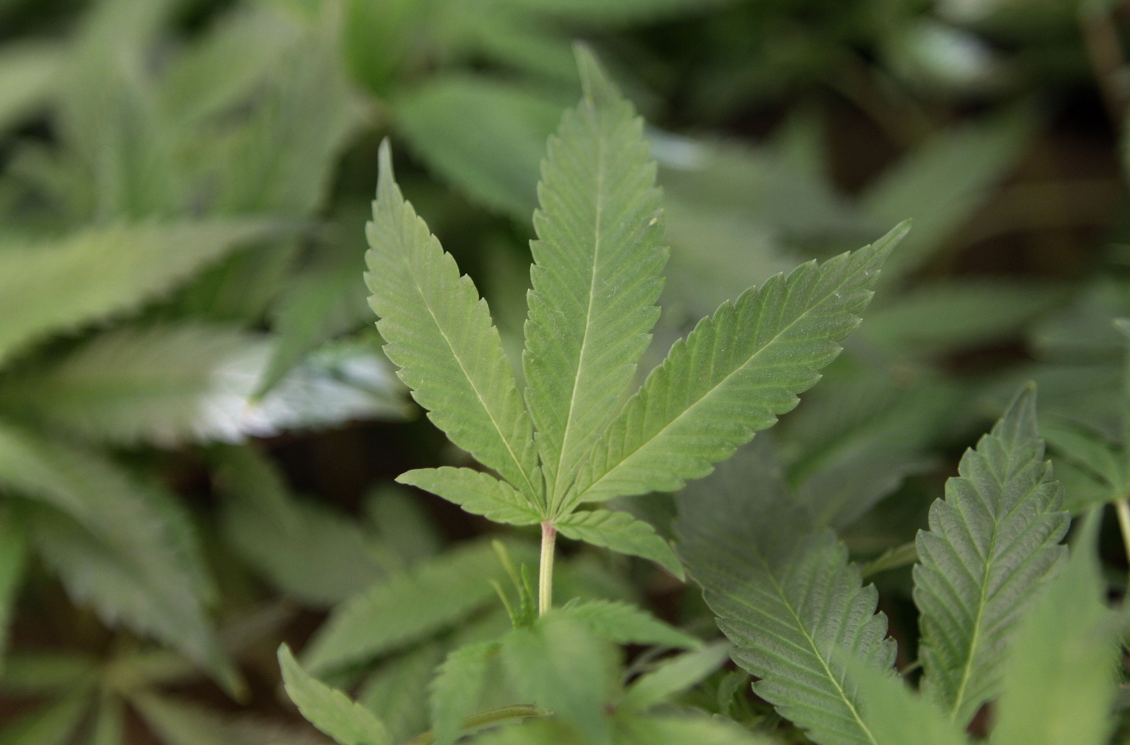 Medical Marijuana-Taxes