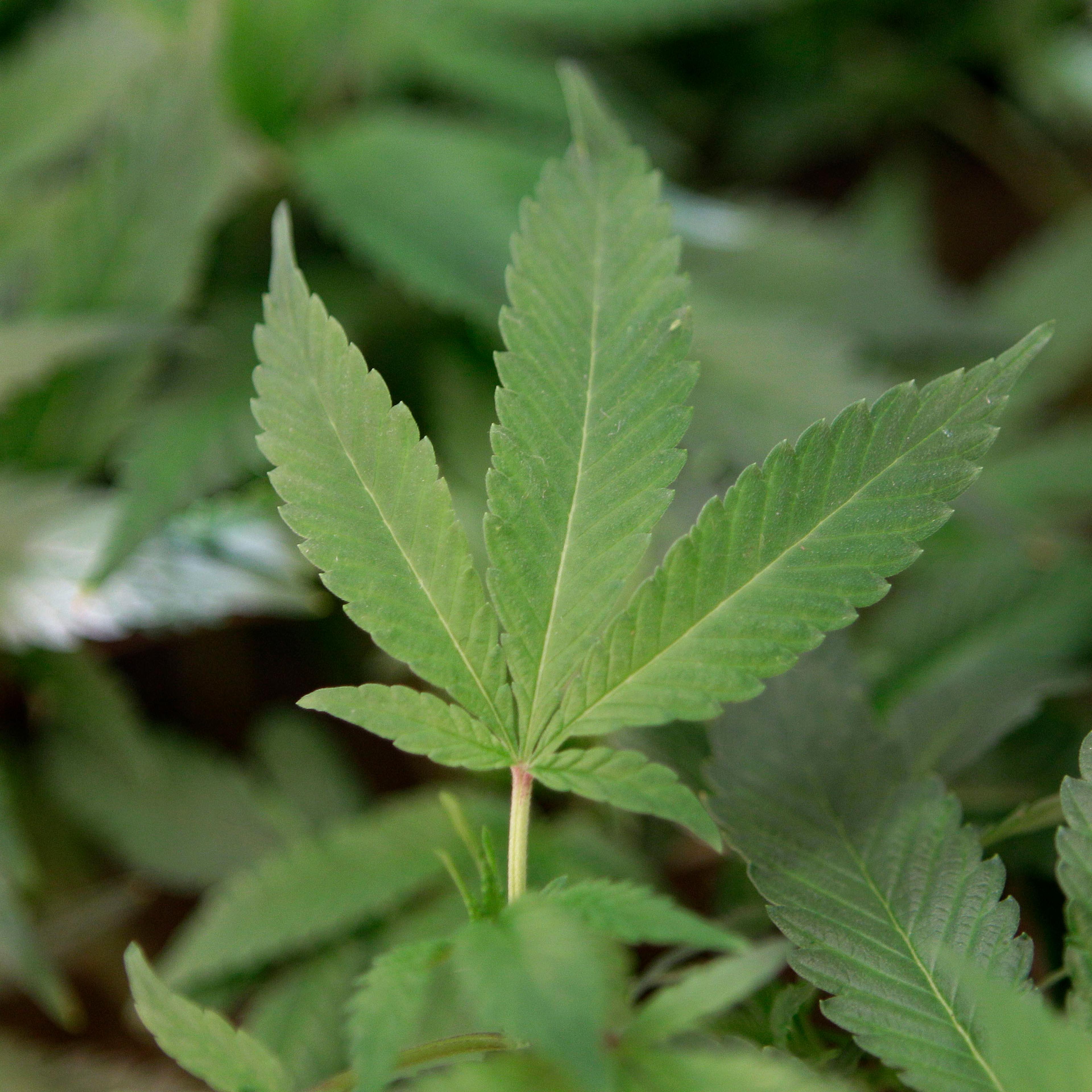 Medical Marijuana-Taxes
