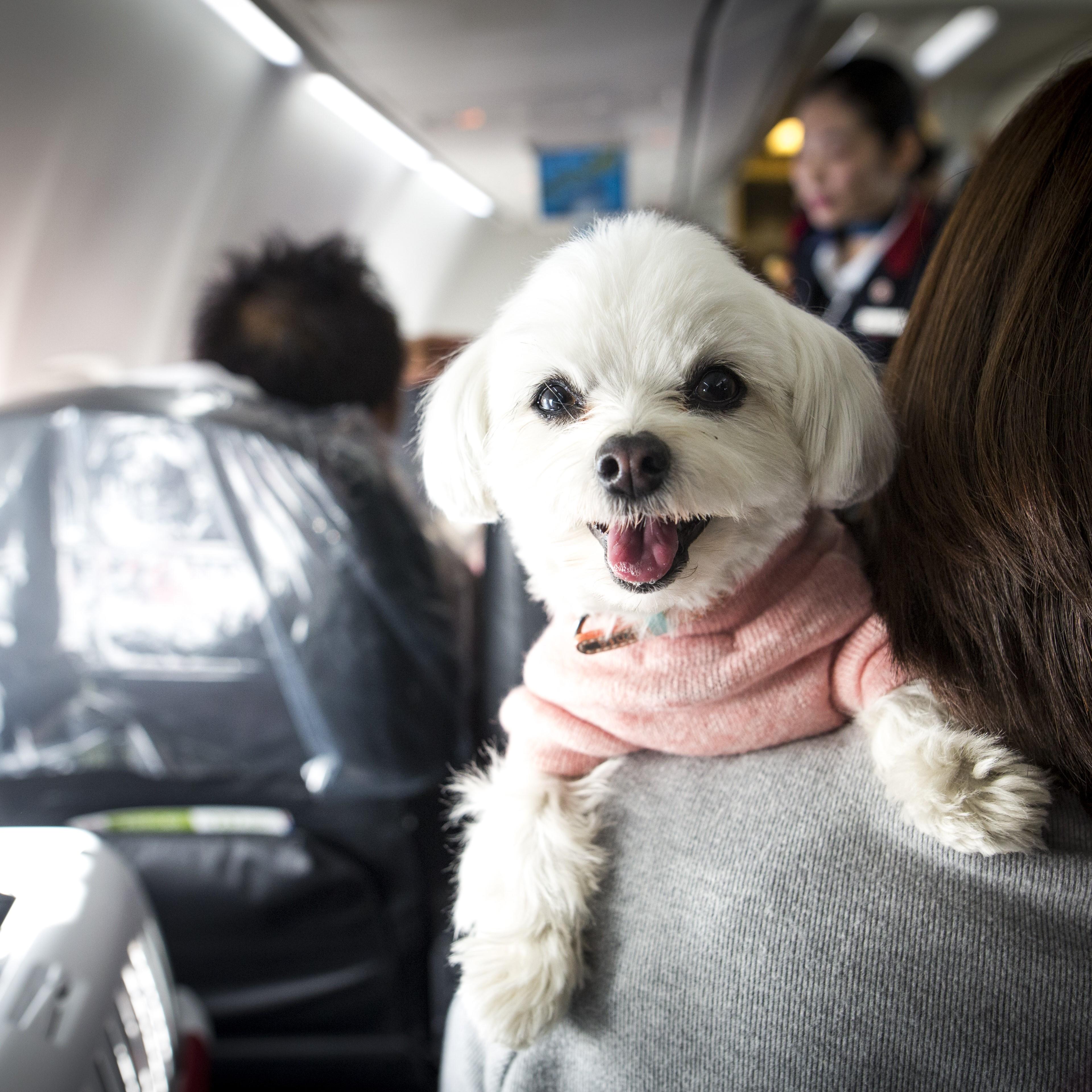 Dogs and their owners allowed to sit together on flight