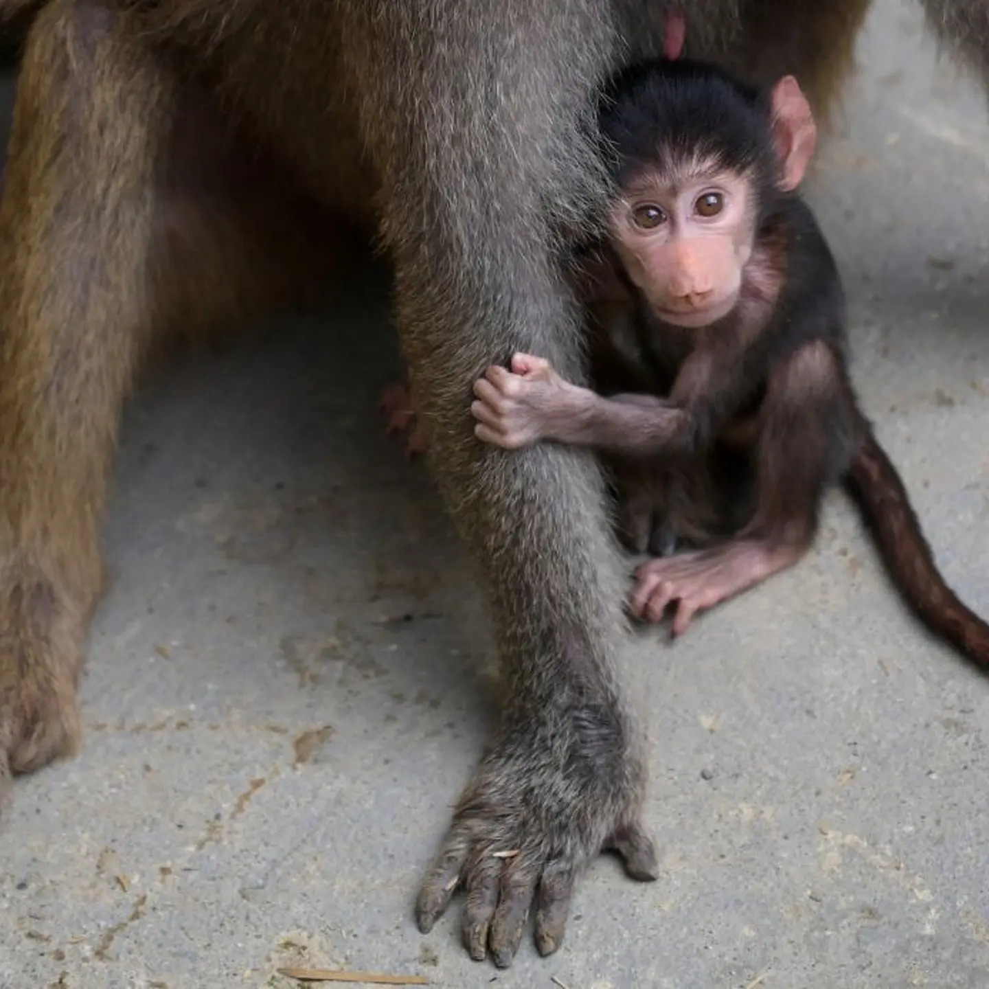 COLOMBIA-ANIMAL-ZOO