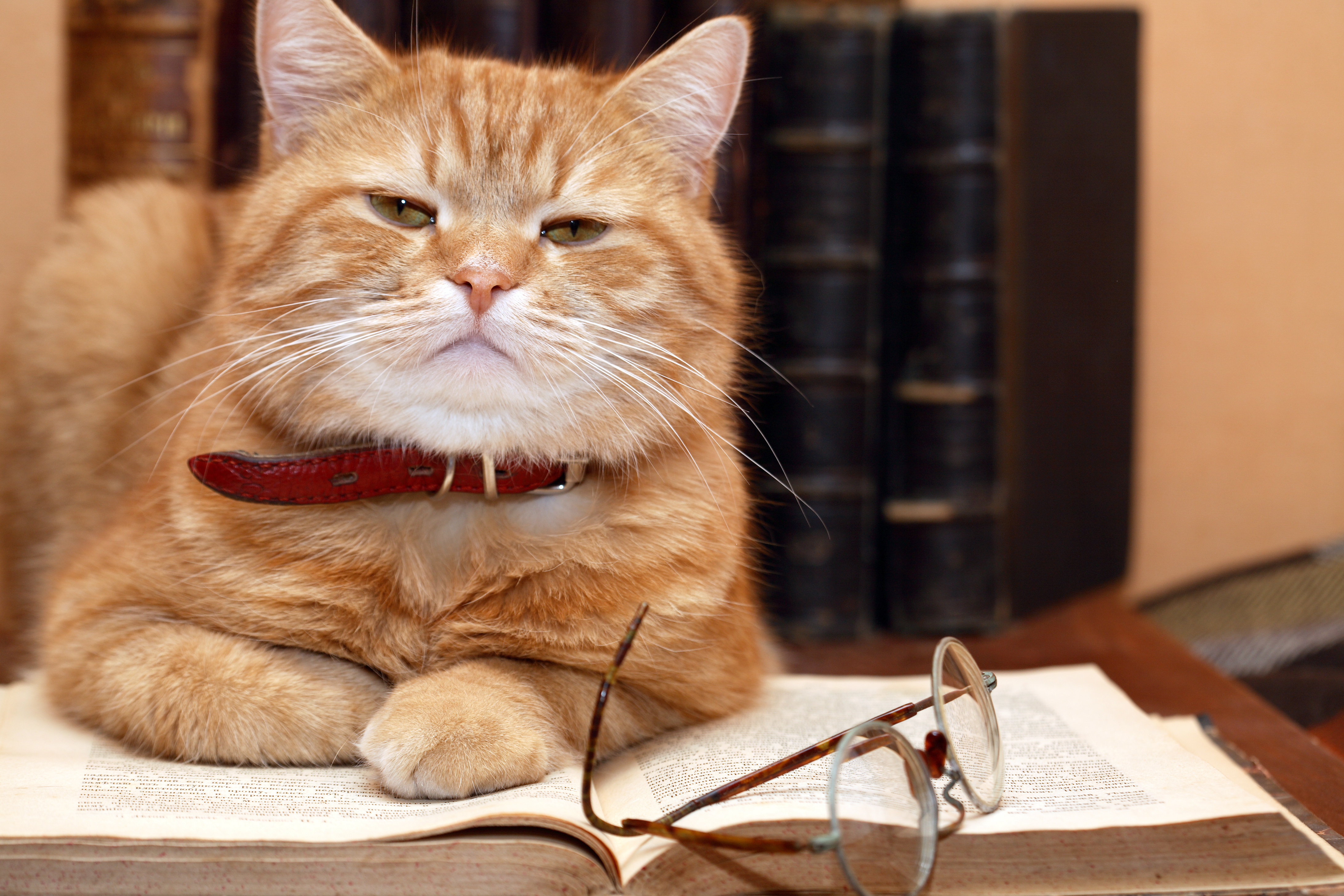 cat intelligent memory dogs study japan