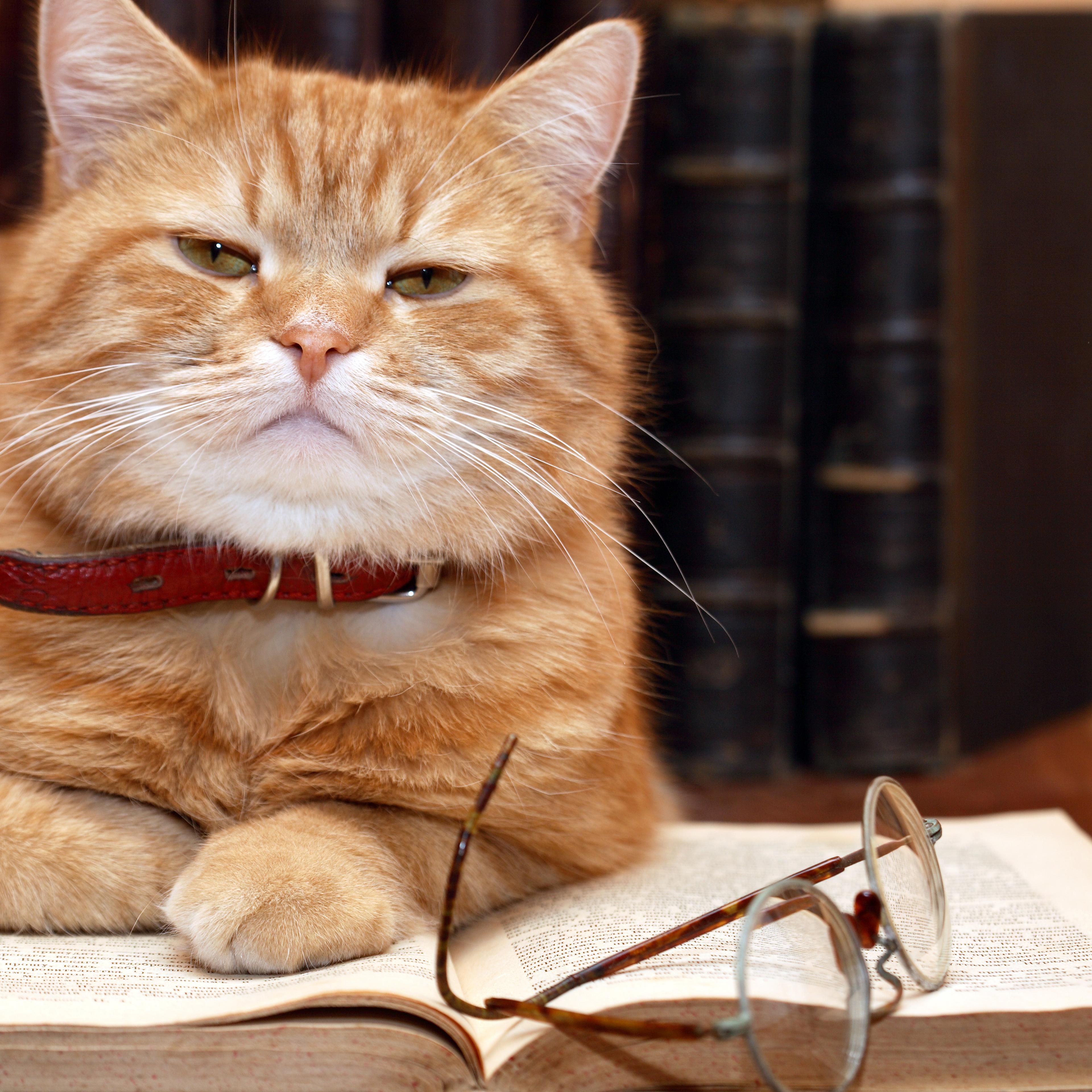 cat intelligent memory dogs study japan