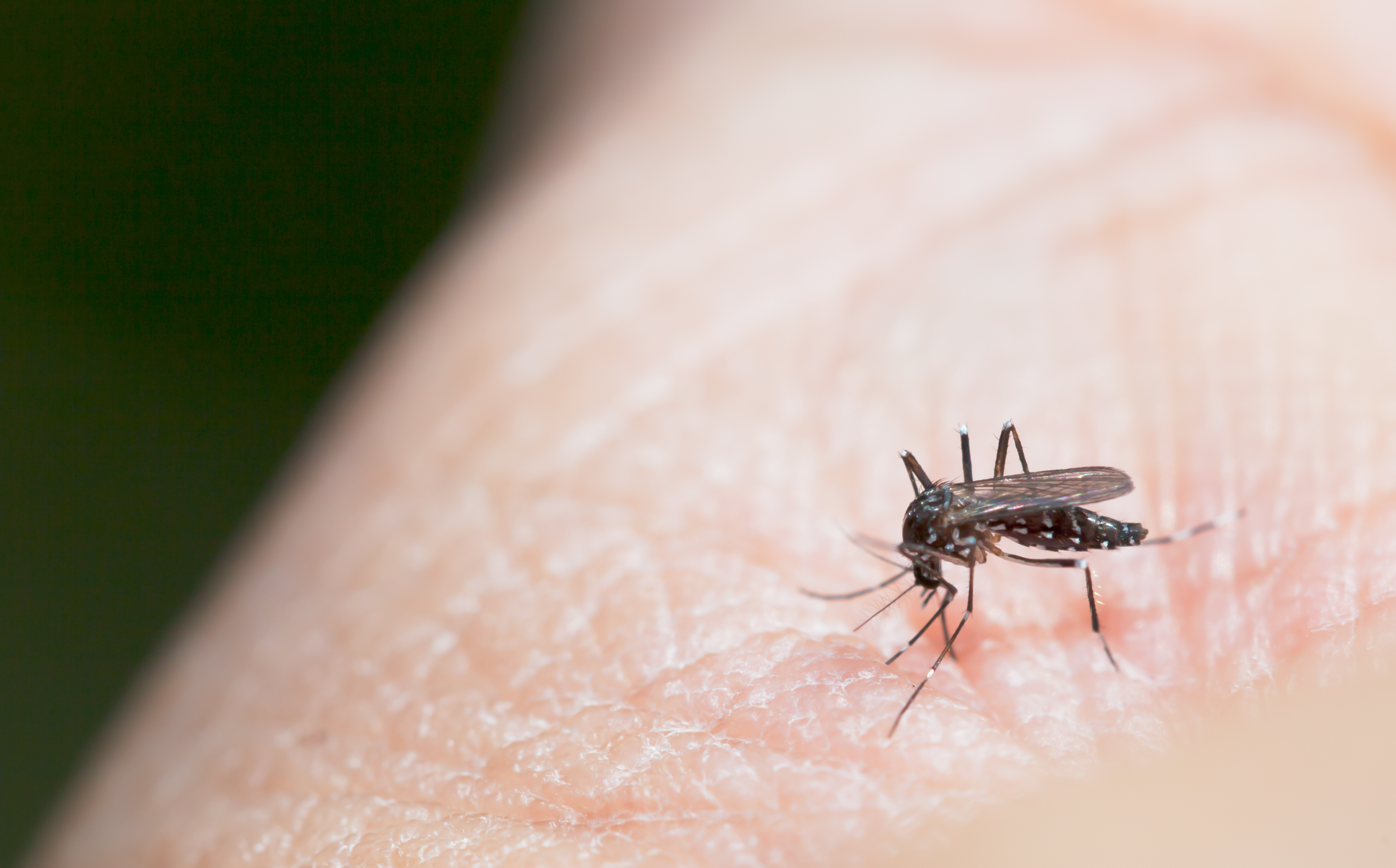 Mosquito sucking blood on a human hand