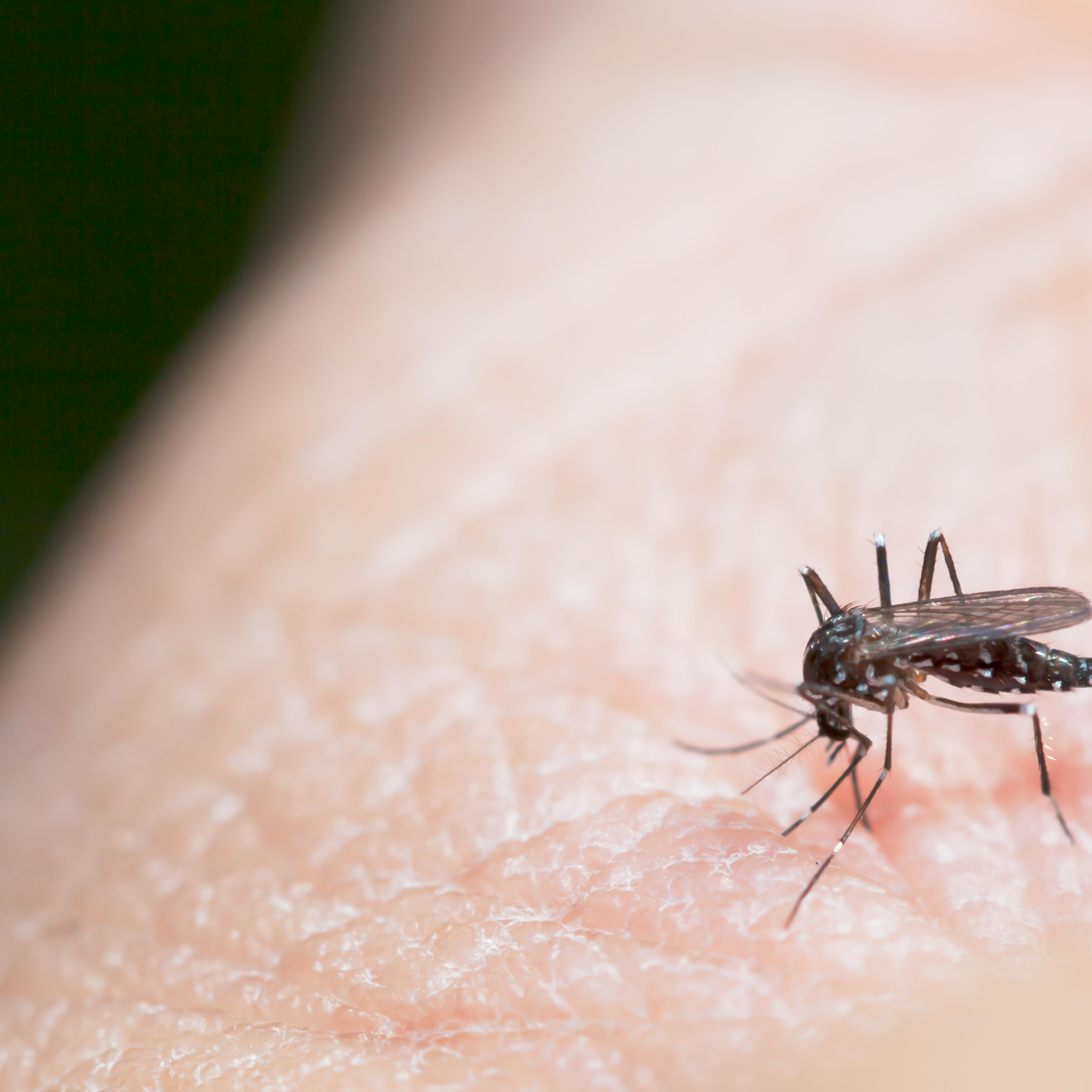 Mosquito sucking blood on a human hand