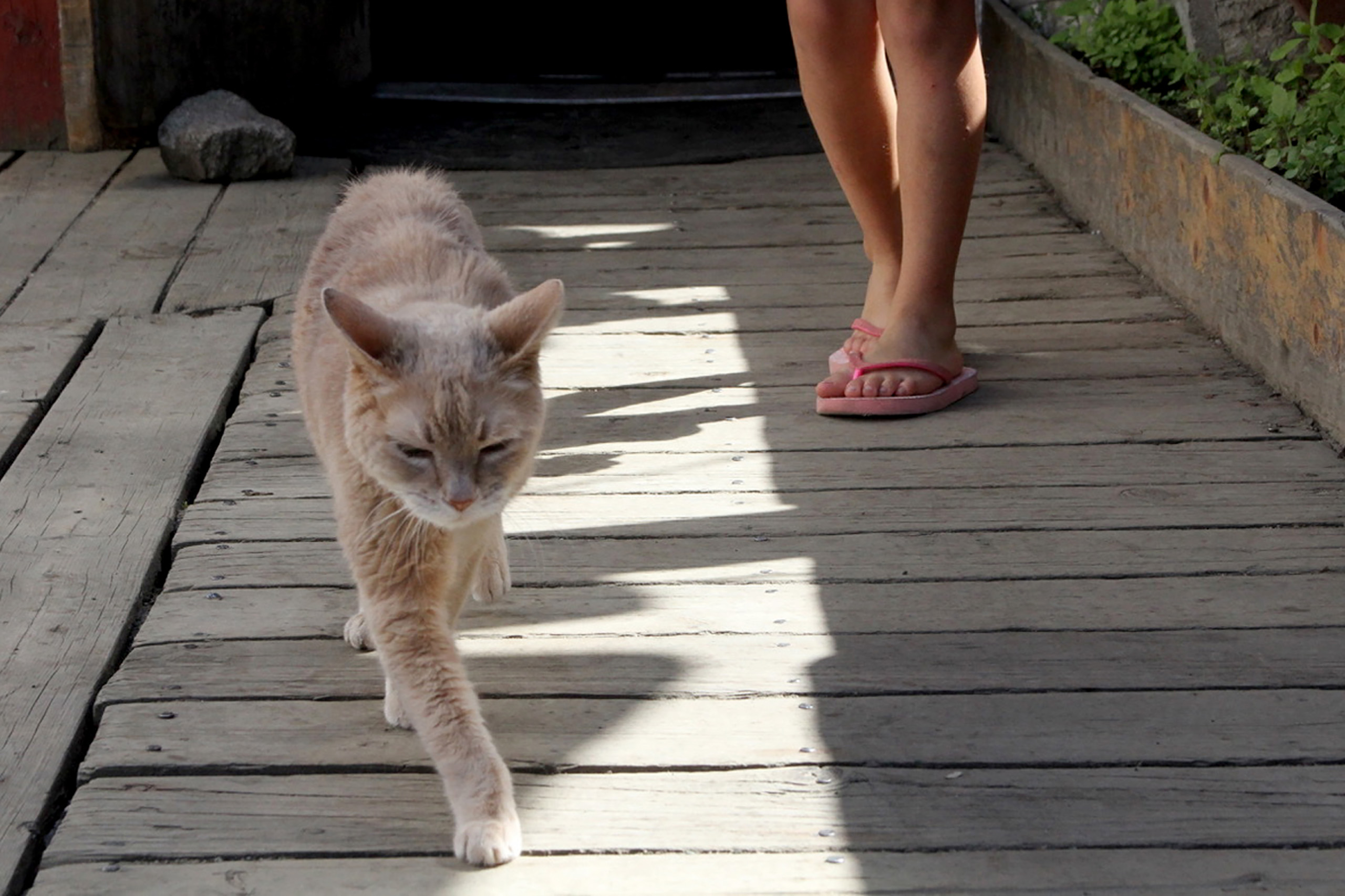 Purrfect Mayor Dies