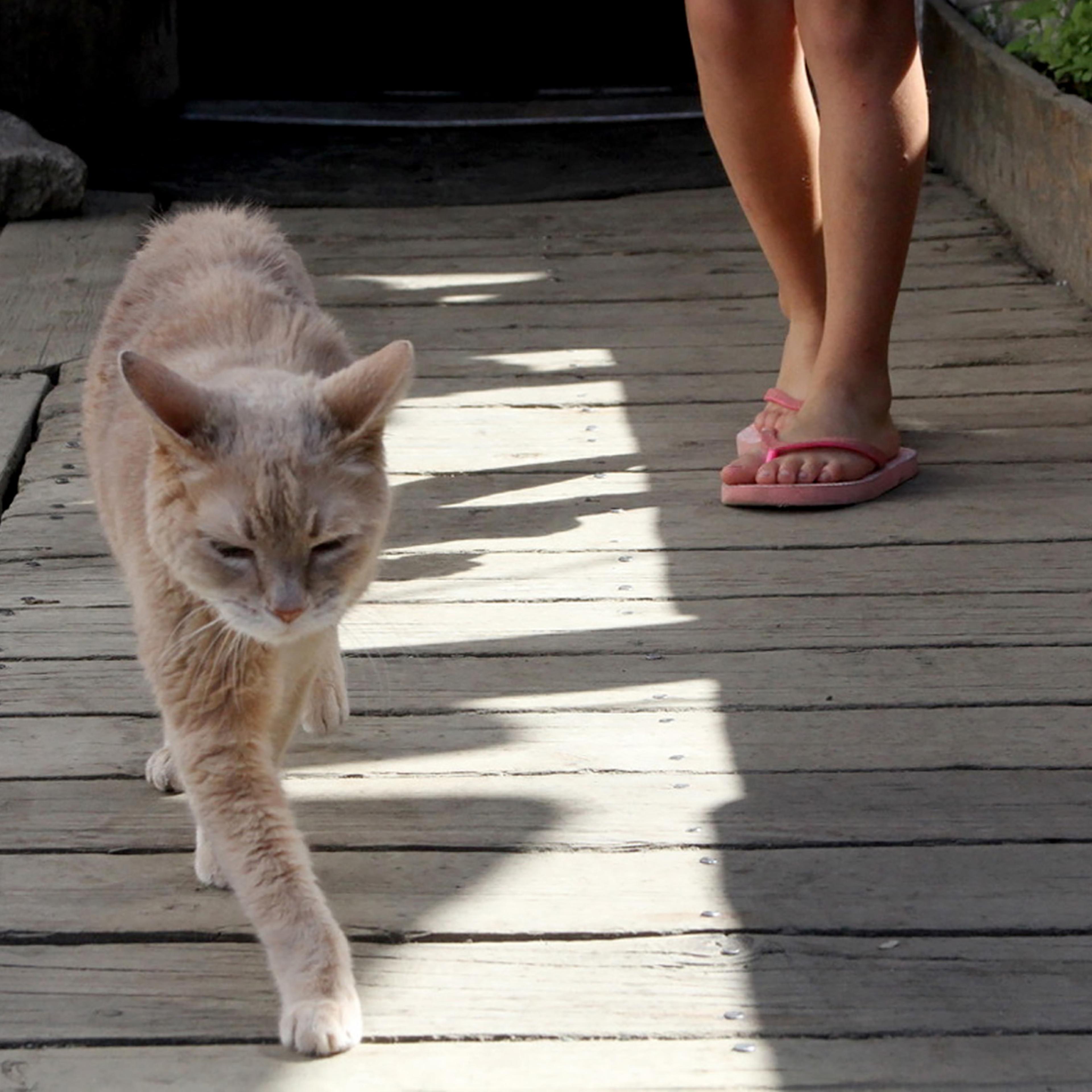 Purrfect Mayor Dies