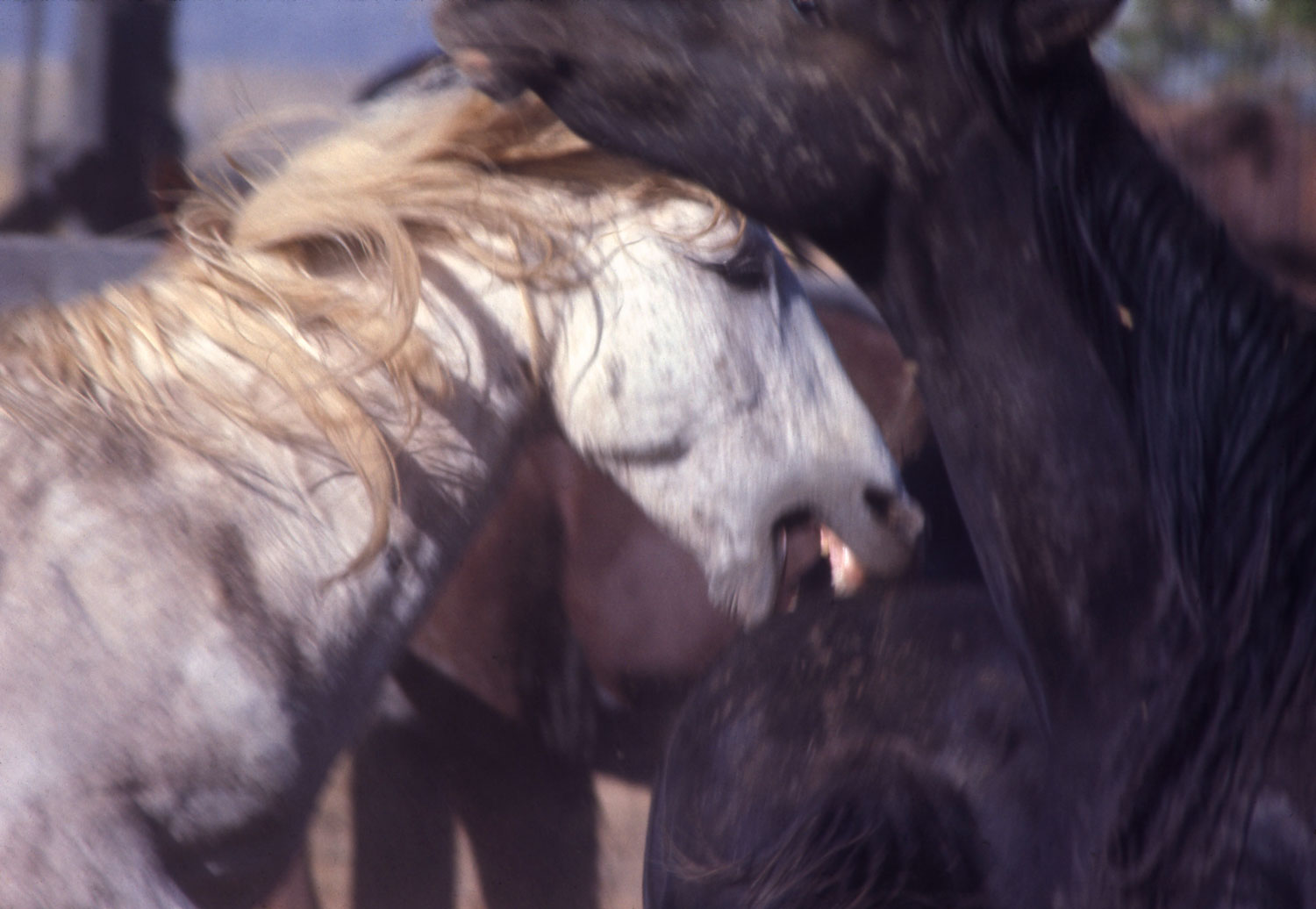 Mustangs in the wild, 1968.