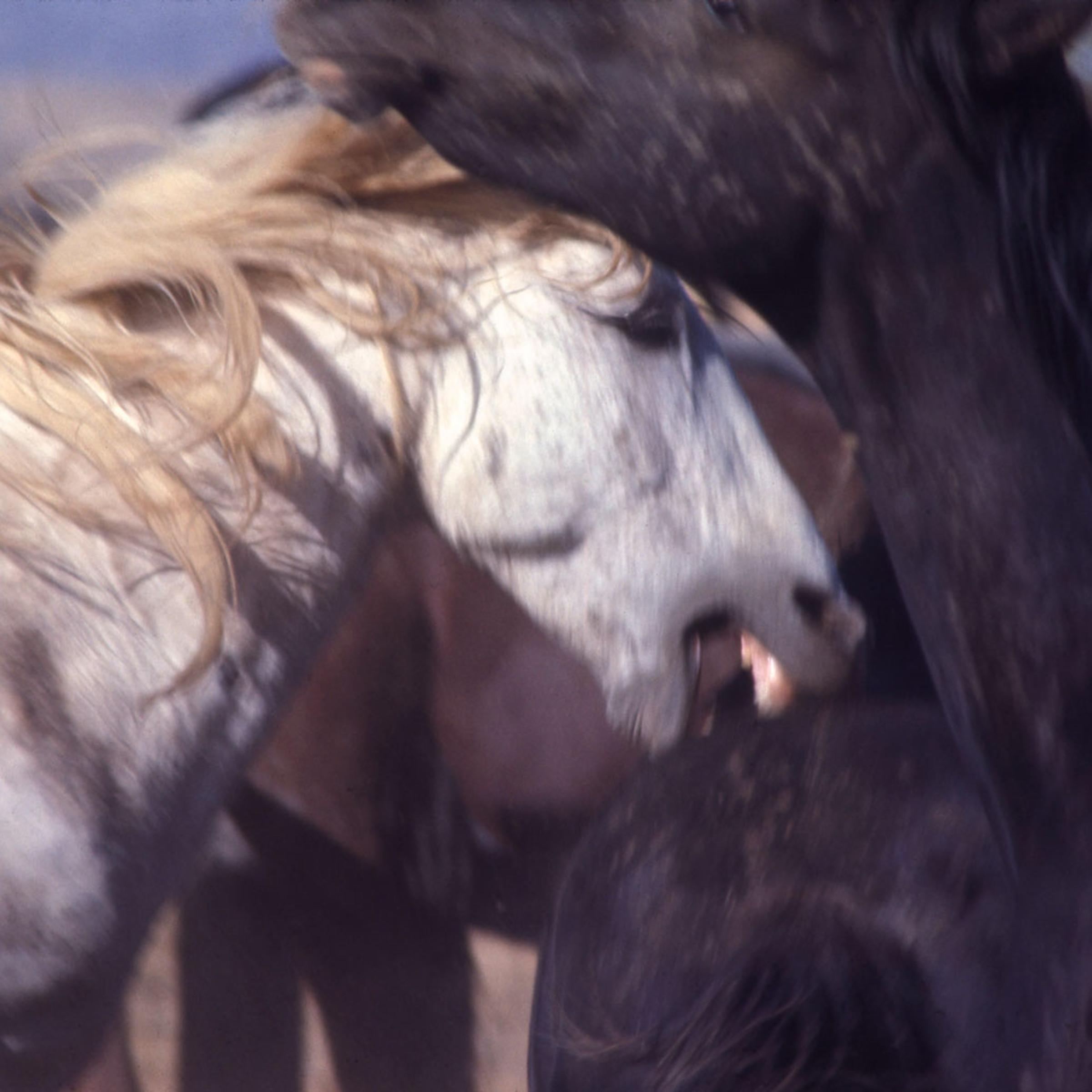 Mustangs in the wild, 1968.
