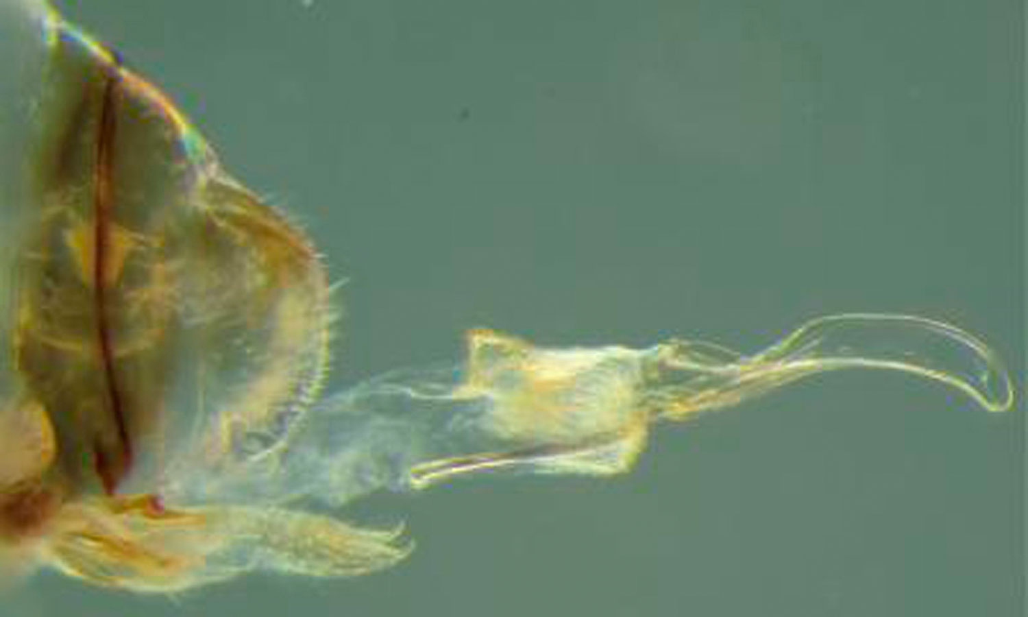 The female penis of the Neotrogla aurora insect species is seen in an undated handout photo released April 17, 2014.