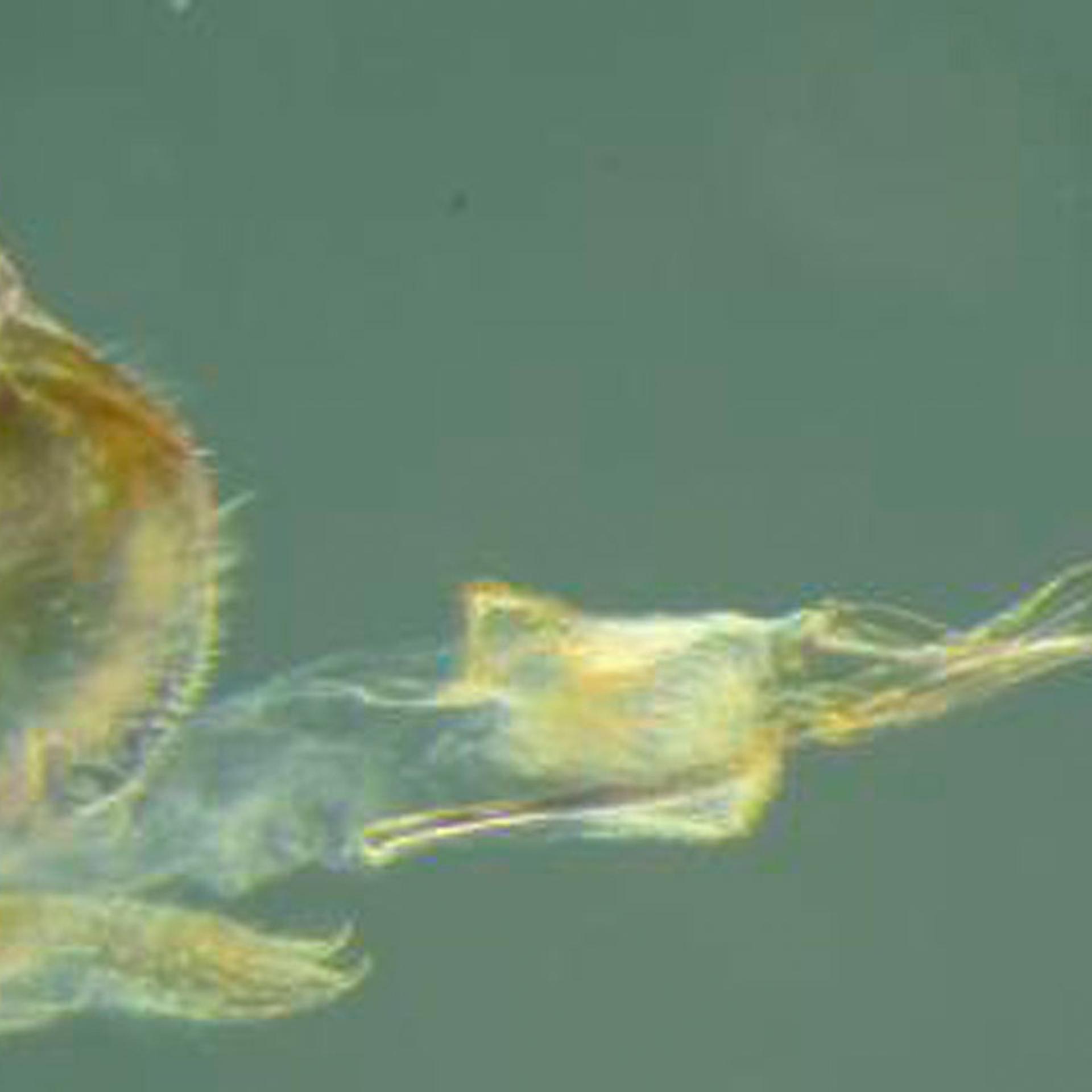 The female penis of the Neotrogla aurora insect species is seen in an undated handout photo released April 17, 2014.