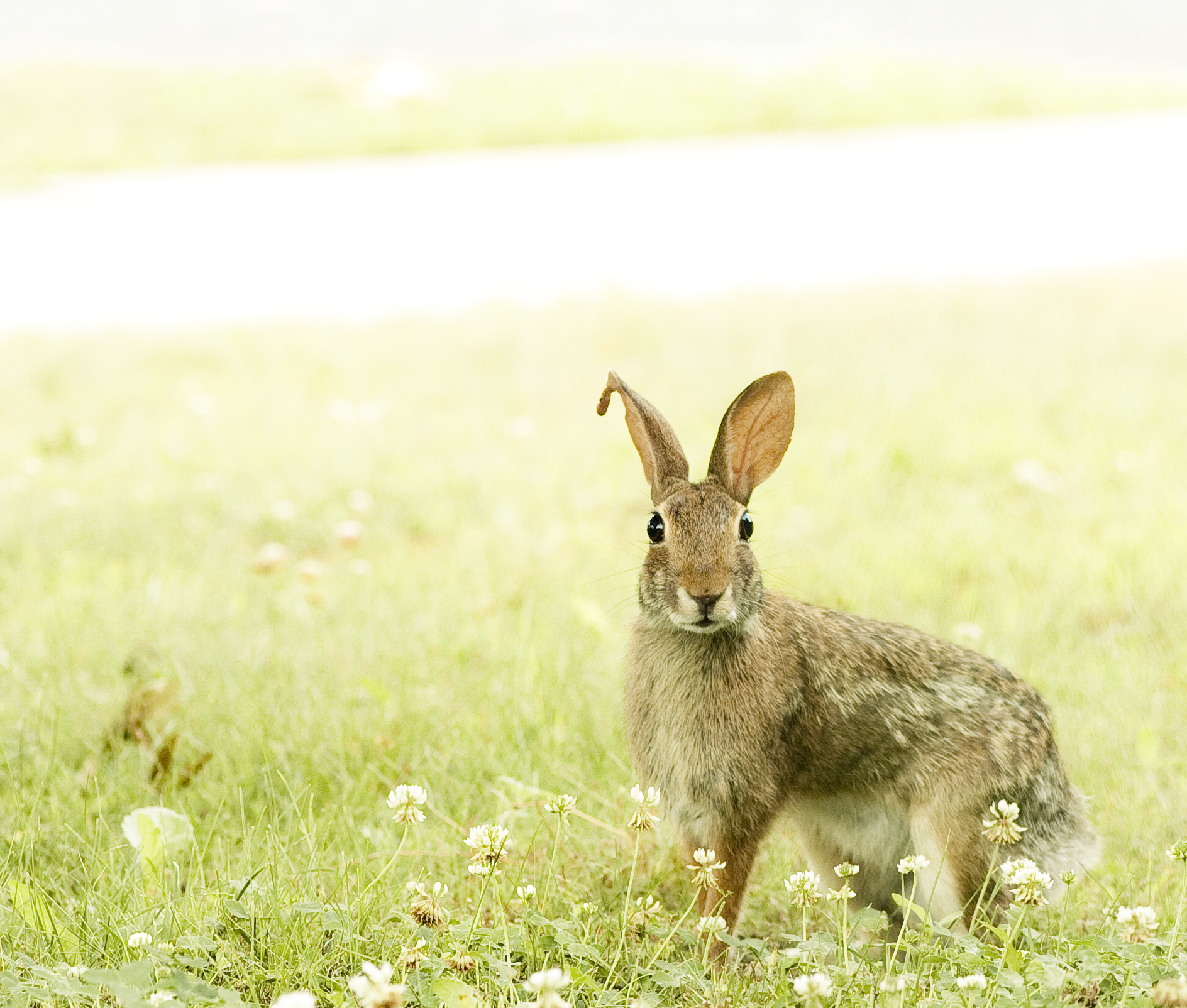 Wild rabbit