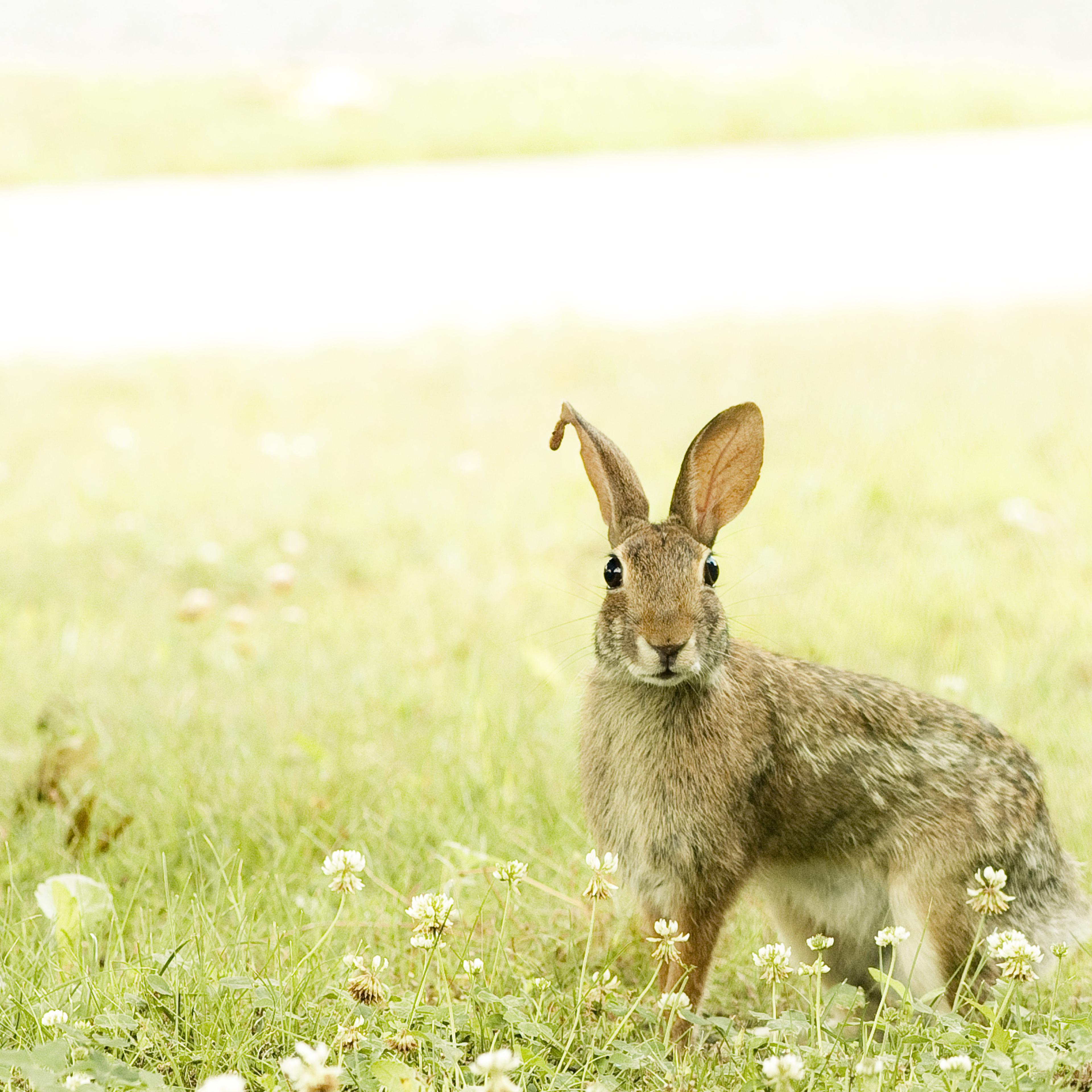 Wild rabbit