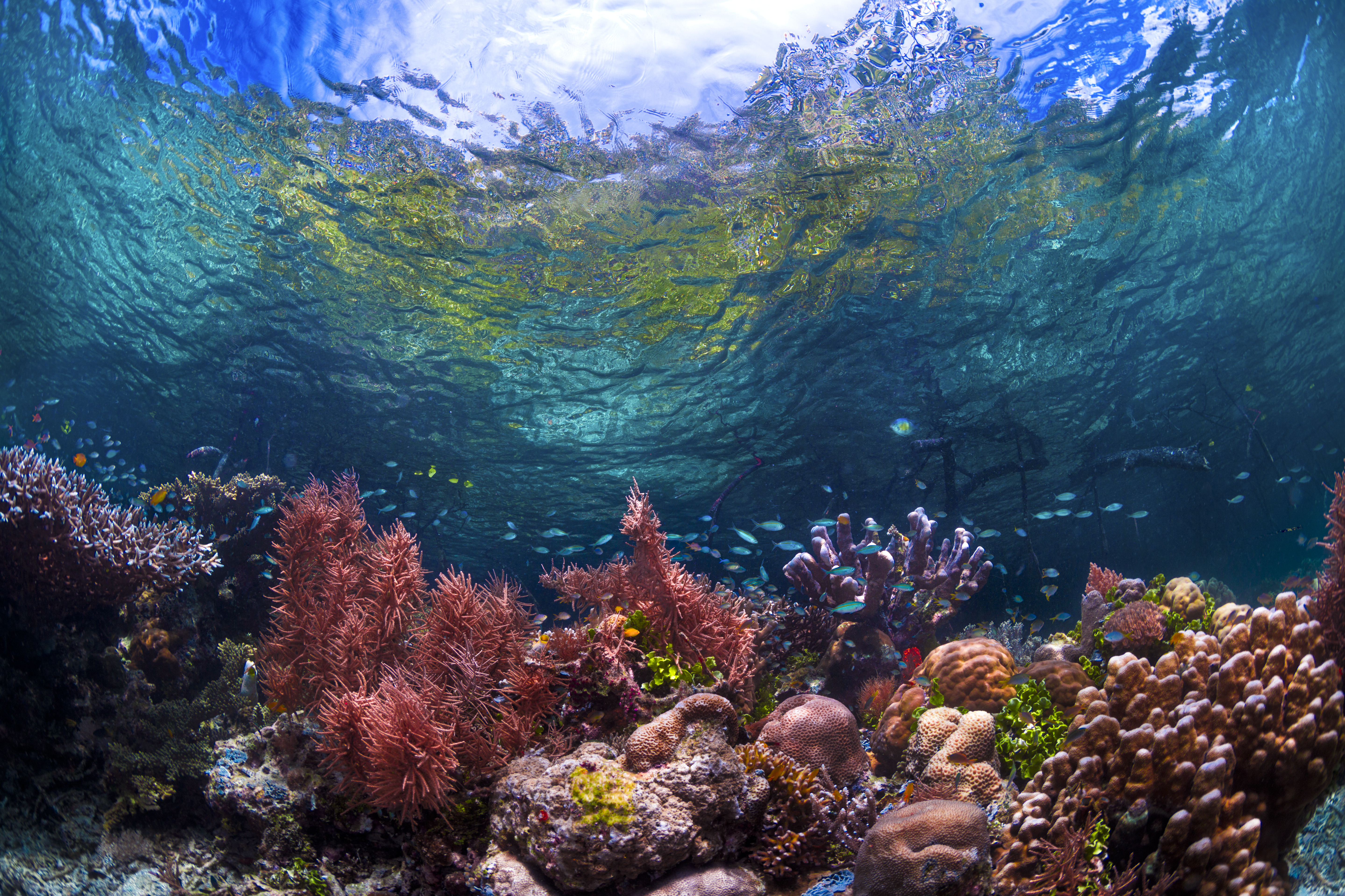 Colorful Underwater Seascape