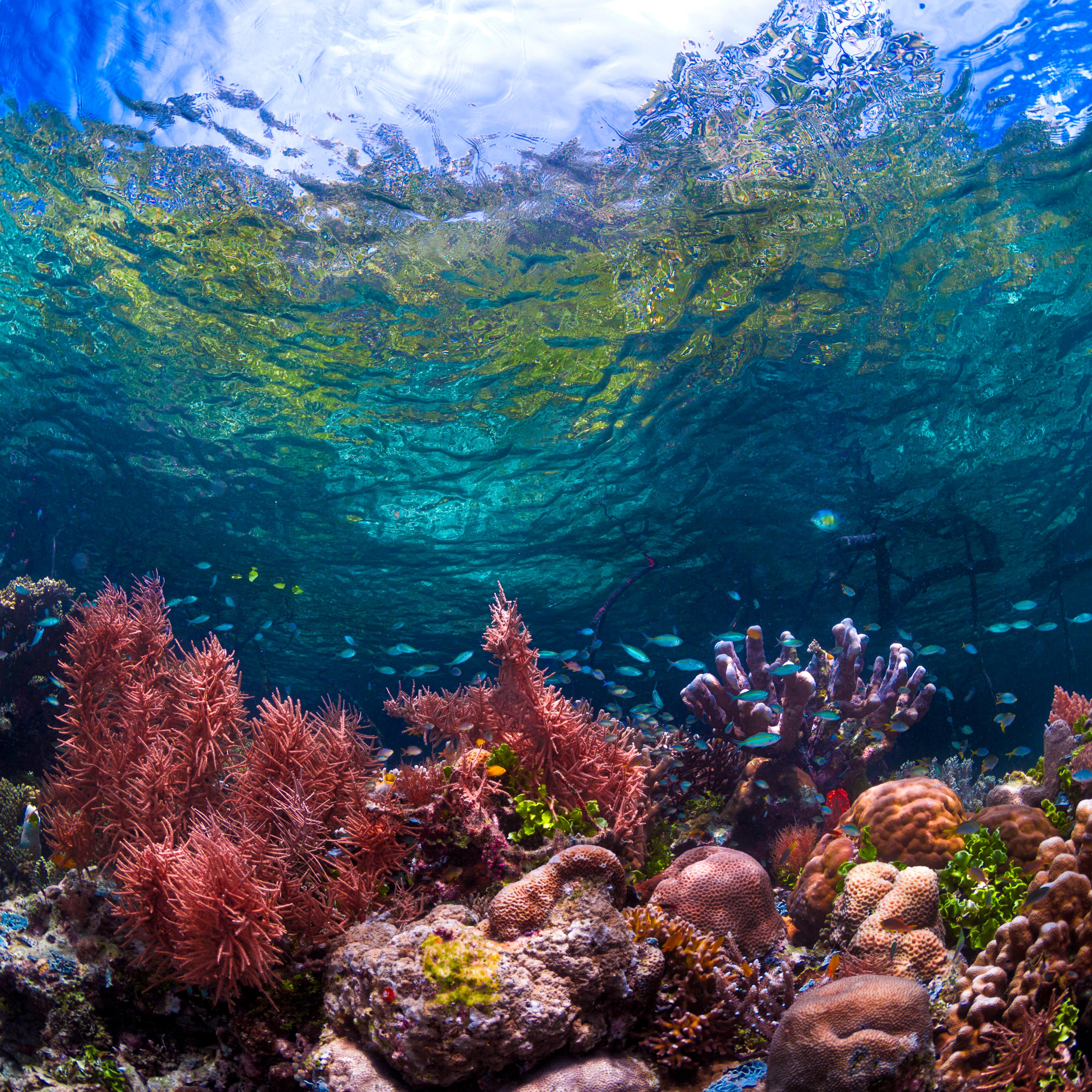 Colorful Underwater Seascape